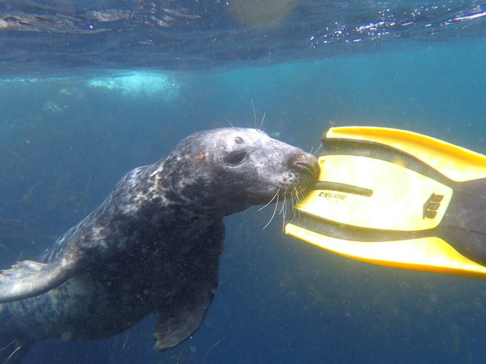 How to Explore Underwater Britain