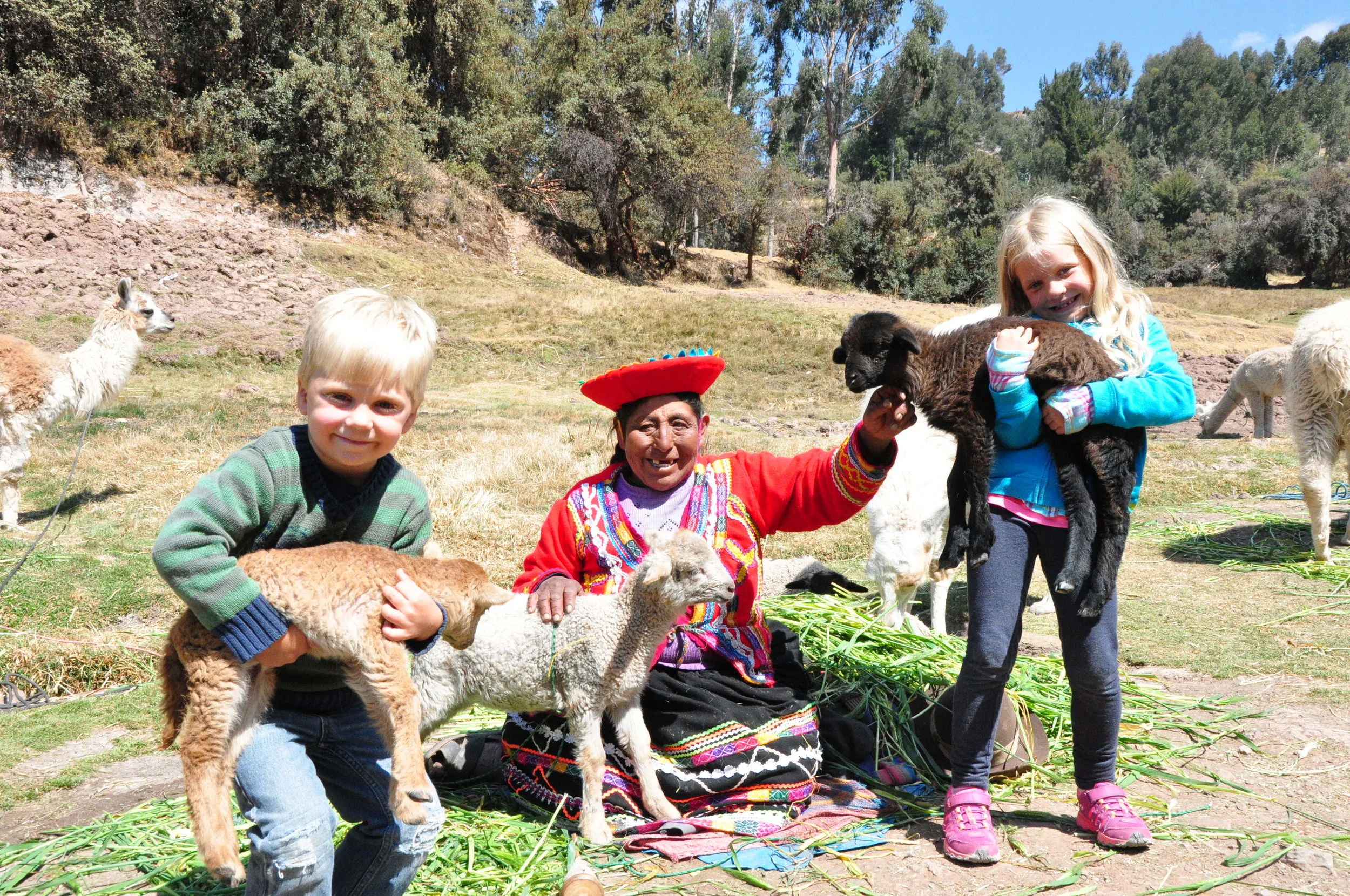 Baby llamas and alpacas