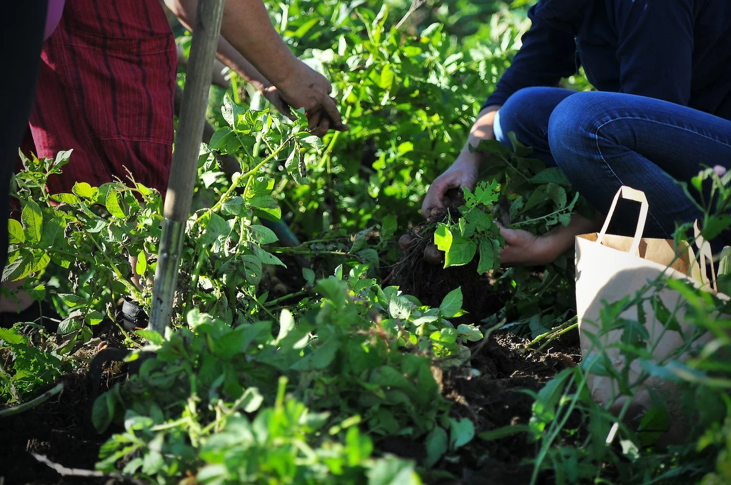 Grønn start: start egen kjøkkenhage