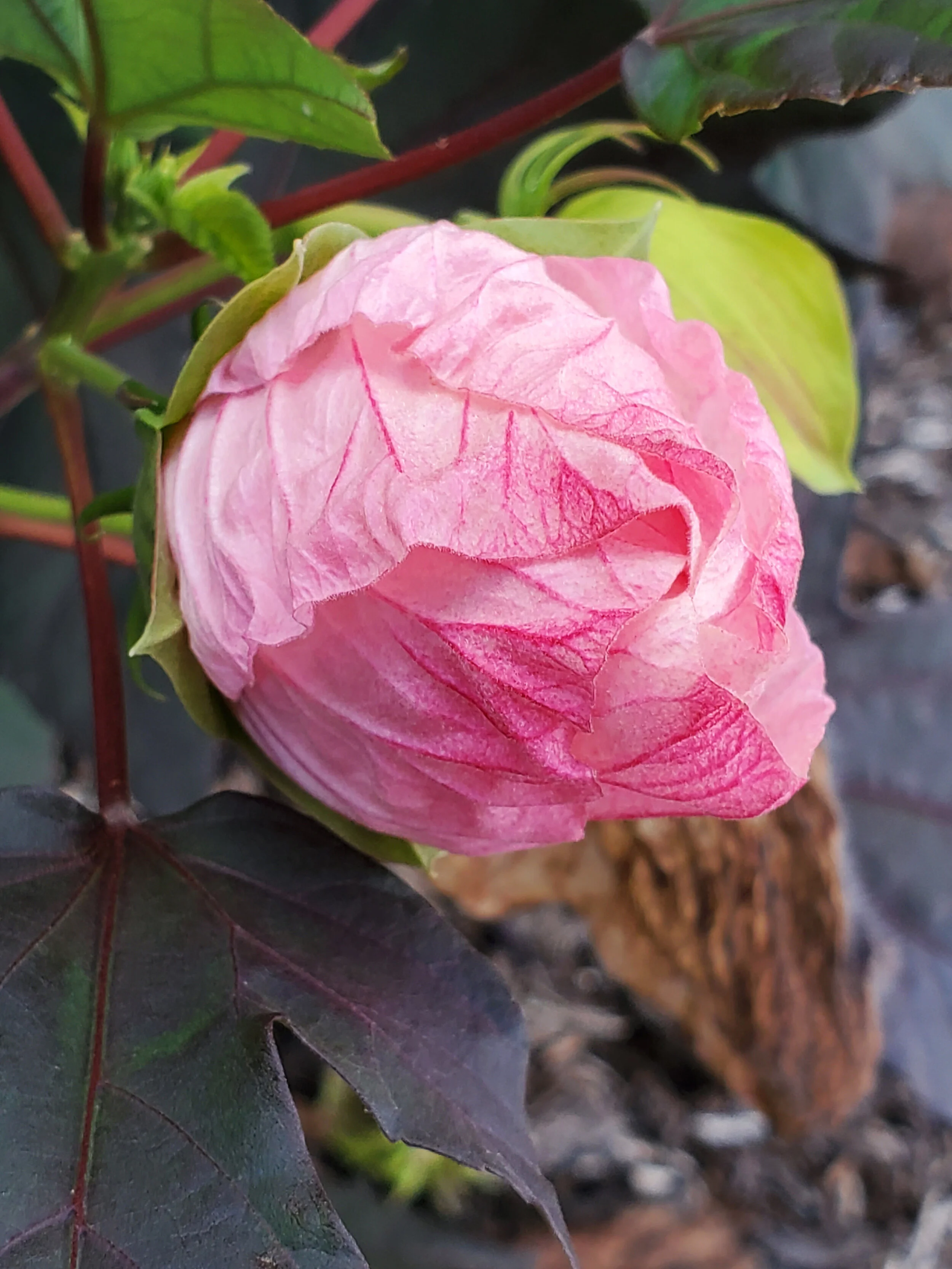 Pink Hibiscus Blossom