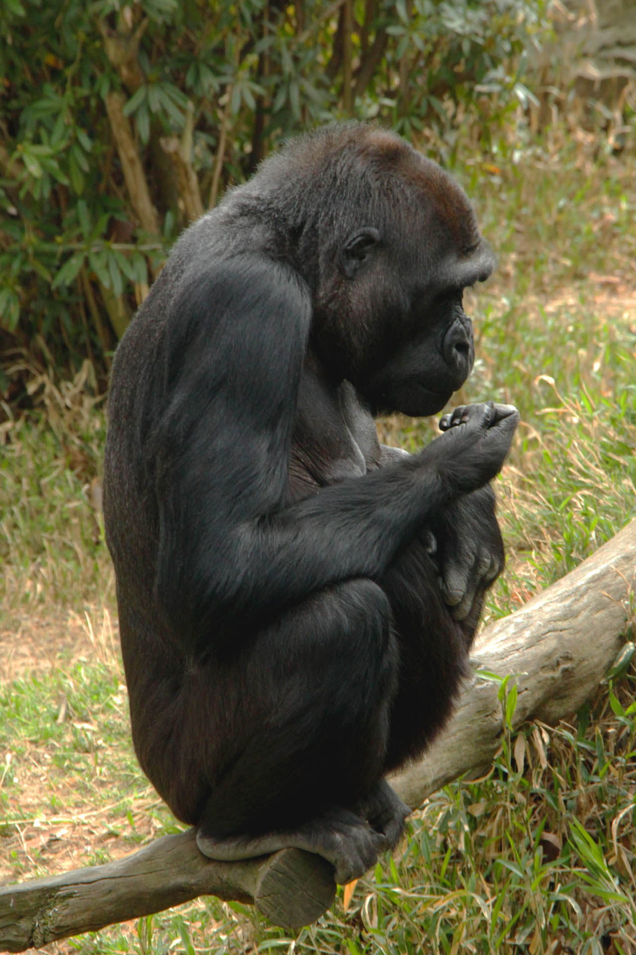 gorilla lady