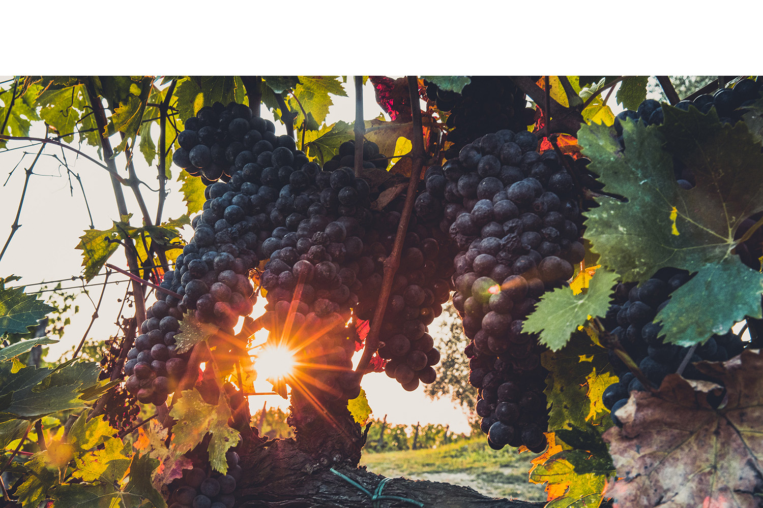 ourwine-ZIOBAFFA-WEBSITE.jpg