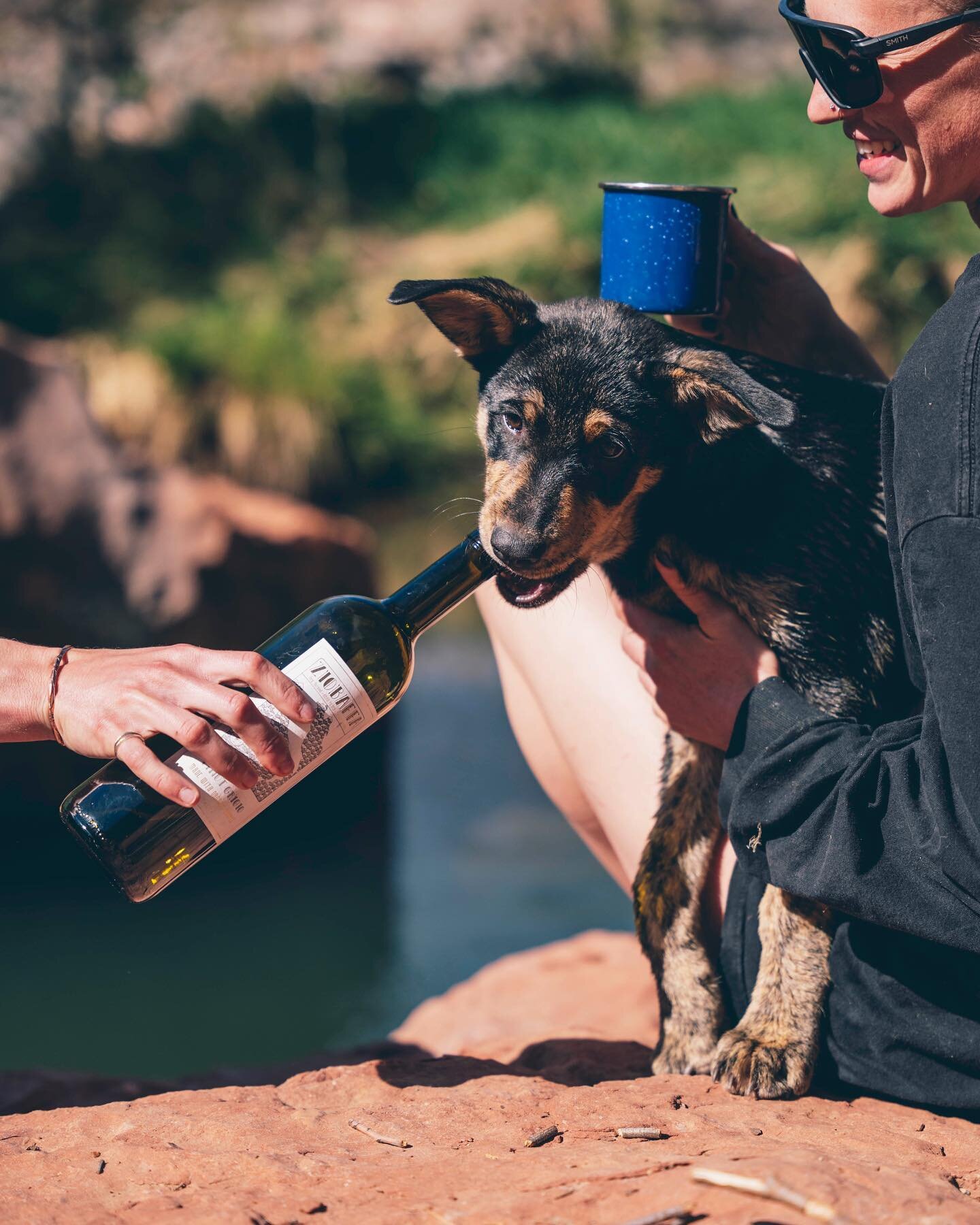 Opening a regular bottle of wine can be ruff &mdash; but opening a bottle of ZIO is just a twist away 🐕💫 Summer captures from @__jakestein