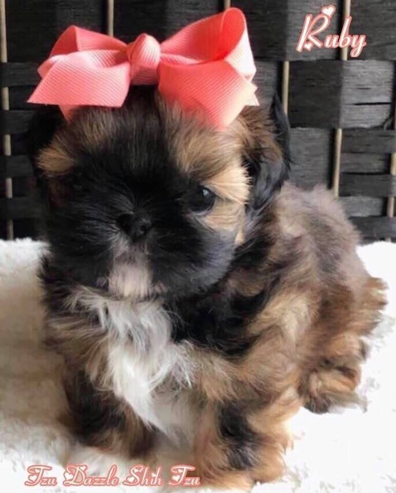Tzu Dazzle Shih Tzu And Scottish Folds Too
