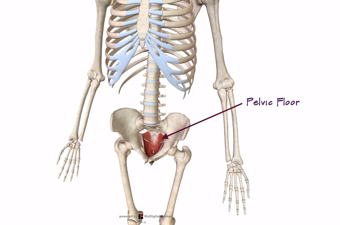 pelvic floor.jpg
