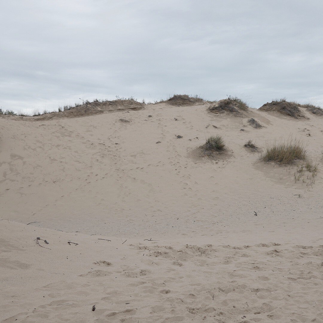 Surreal to hike massive sand dunes on the coast of Lake Michigan.

#sleepingbeardunes #lakemichigan