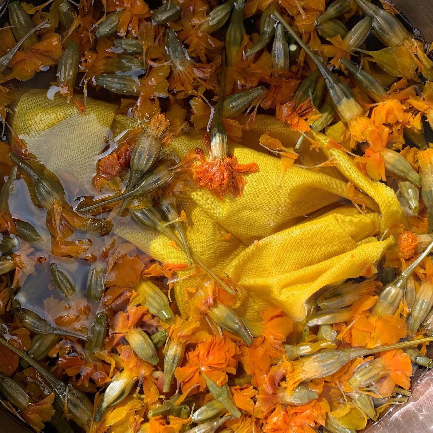 Using up the freezer stash of garden flowers to make space for this year&rsquo;s blooms. First up: a nice, big pot of marigolds! Letting it cool off in the sunshine before the rinse and color shift tomorrow. ☀️
.
.
.
.
#marigold #dyeflowers #backyard