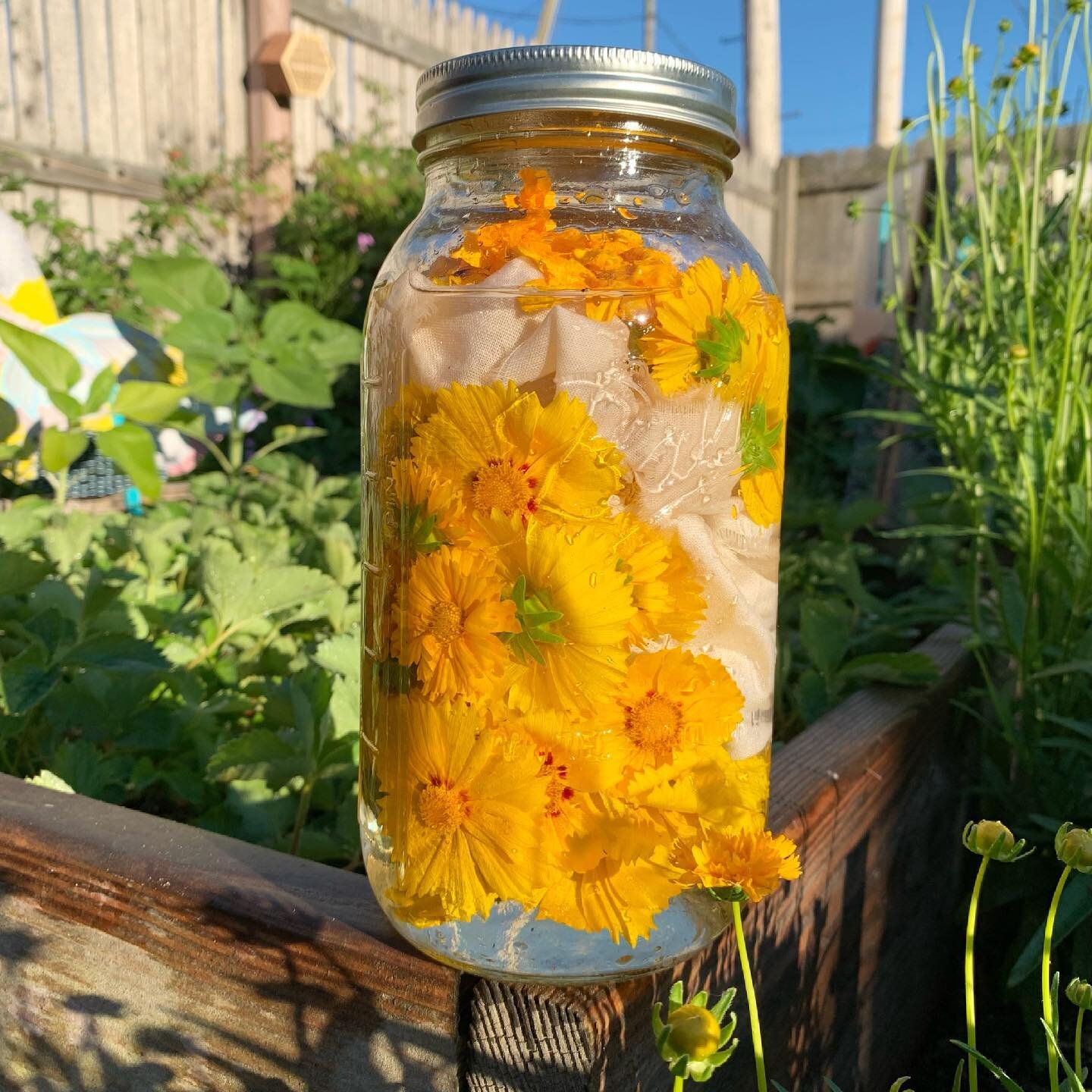 Started a solar dye bath last night with the babe to honor the upcoming summer solstice. ☀️ We harvested all the dye flowers that were in bloom and put them in the jar. 🌼 Fabric was put in and all was covered with water. Then a big load of sandbox s