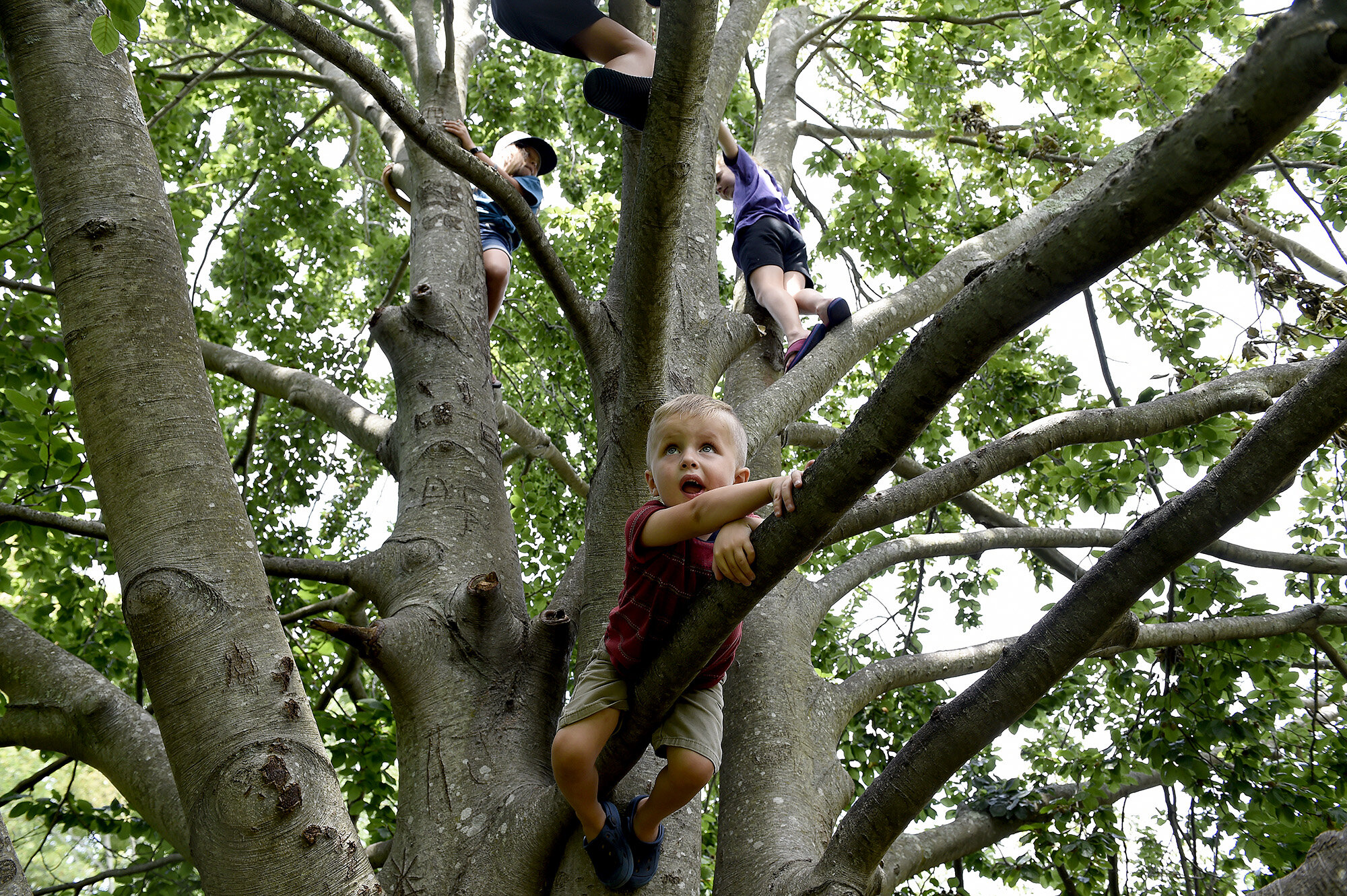  Bowen Parson, three, of Pawcatuck, lays on a branch as he climbs a tree with friends after a summer reading program at the Stonington Free Library on Thursday, August 1, 2019. (The Day)  