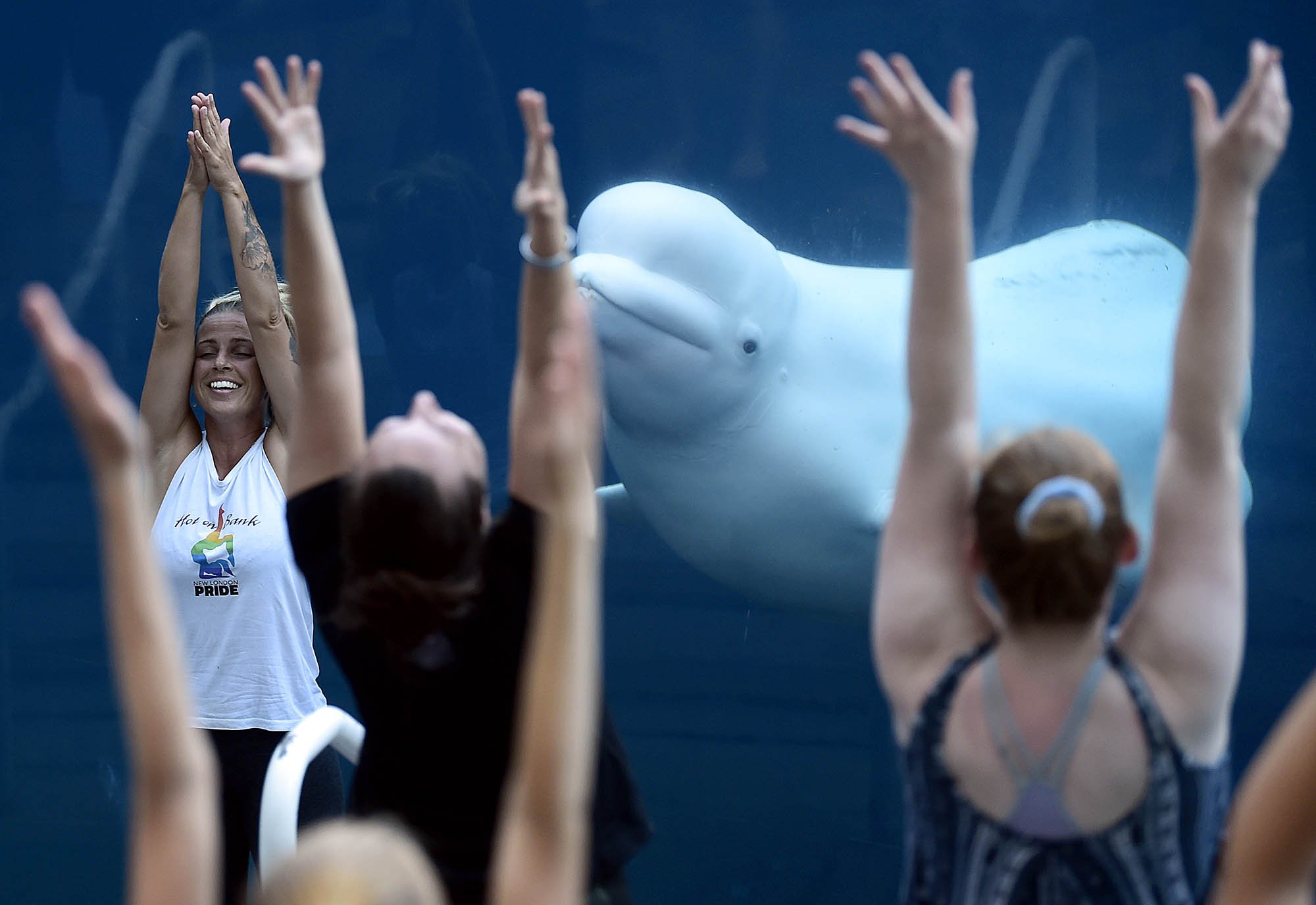  Juno, a Beluga whale, swims by as Meghan Smith, with Hot on Bank, leads a yoga class during a BeluYOGA event at the Mystic Aquarium on Wednesday, July 7, 2021.  The class is a collaboration between the aquarium and the New London based yoga school w