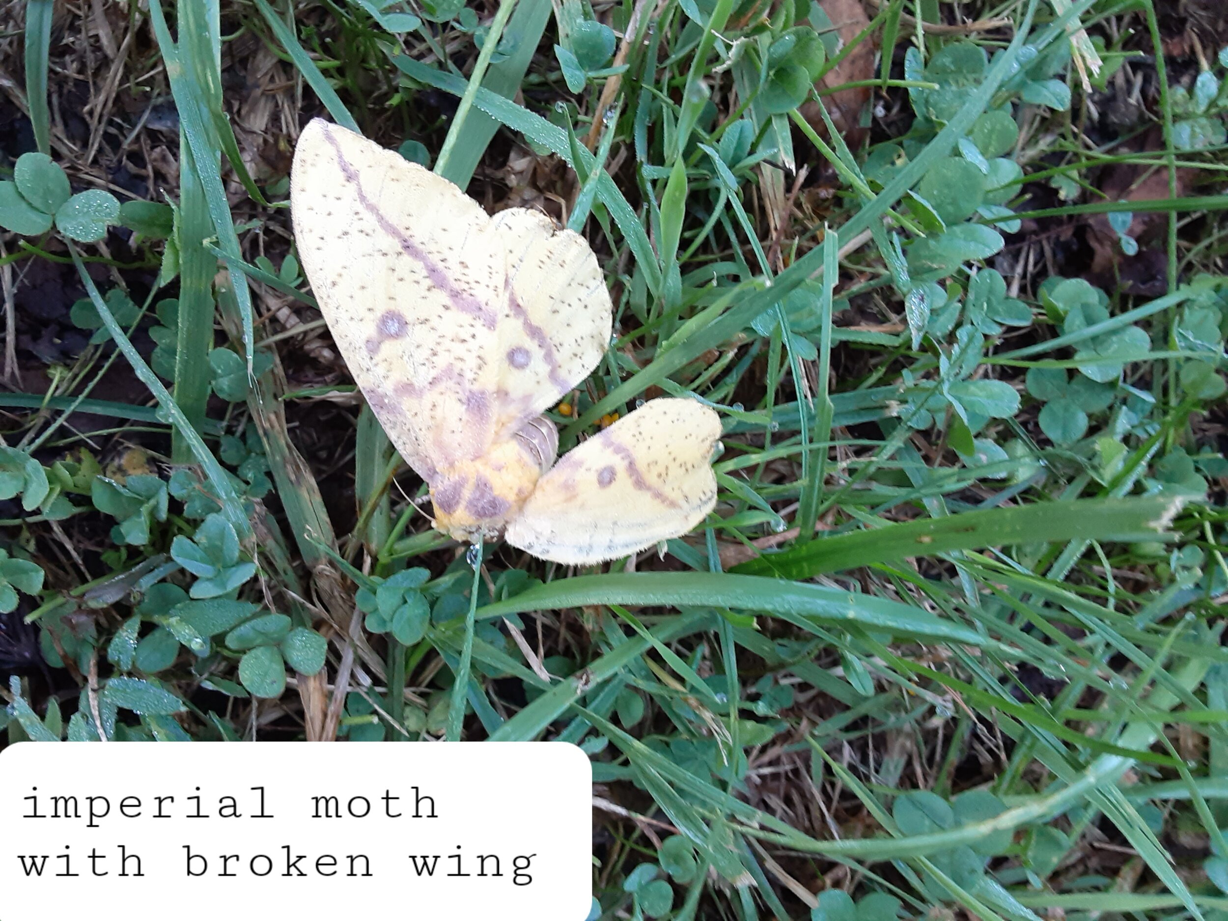 imperial moth with broken wing.jpg