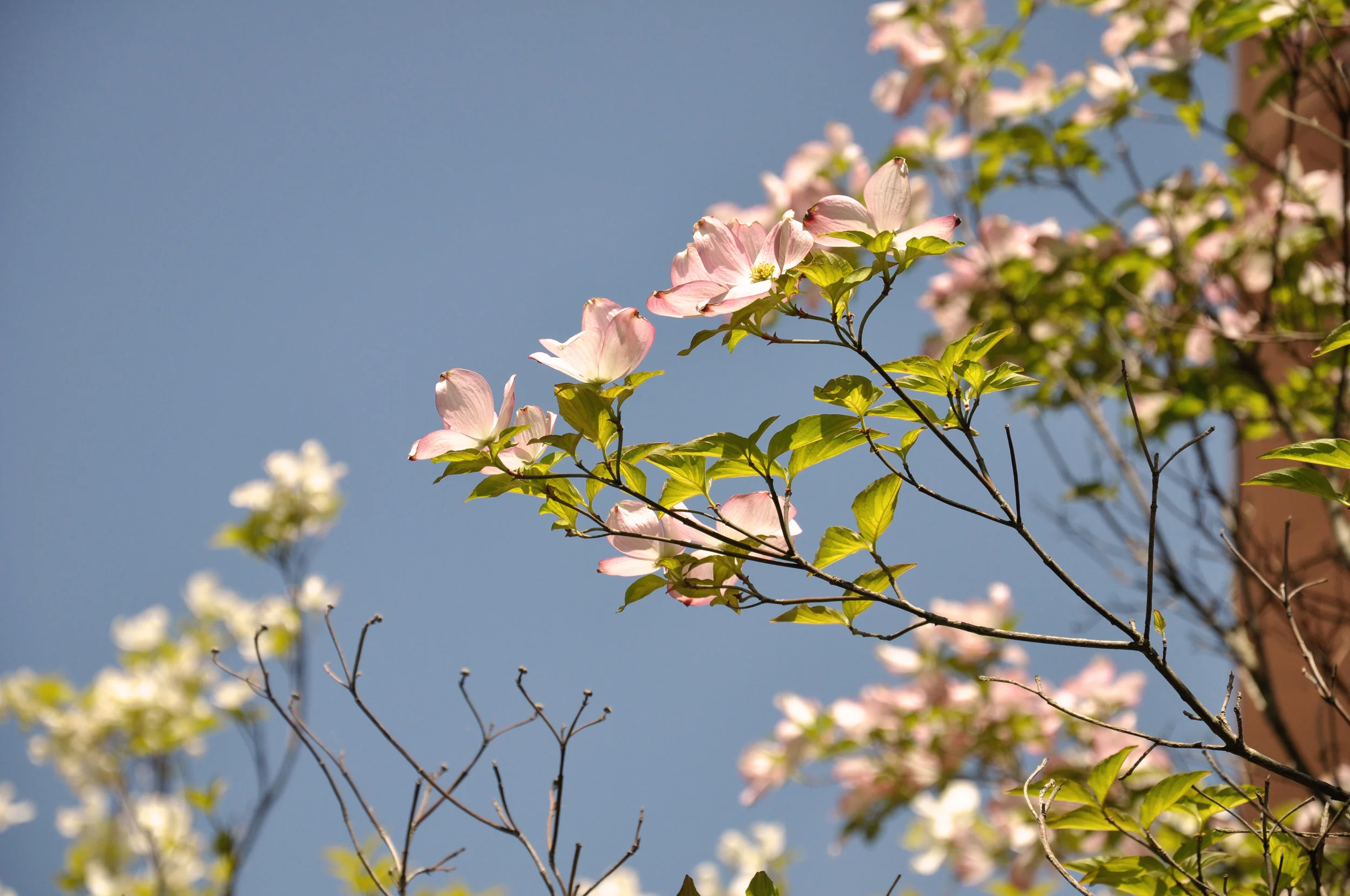 Tree_Bloom_01.jpg