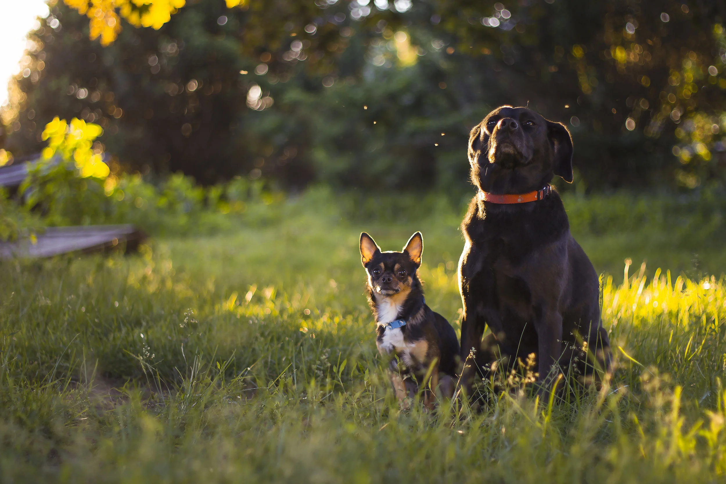 pups.jpg