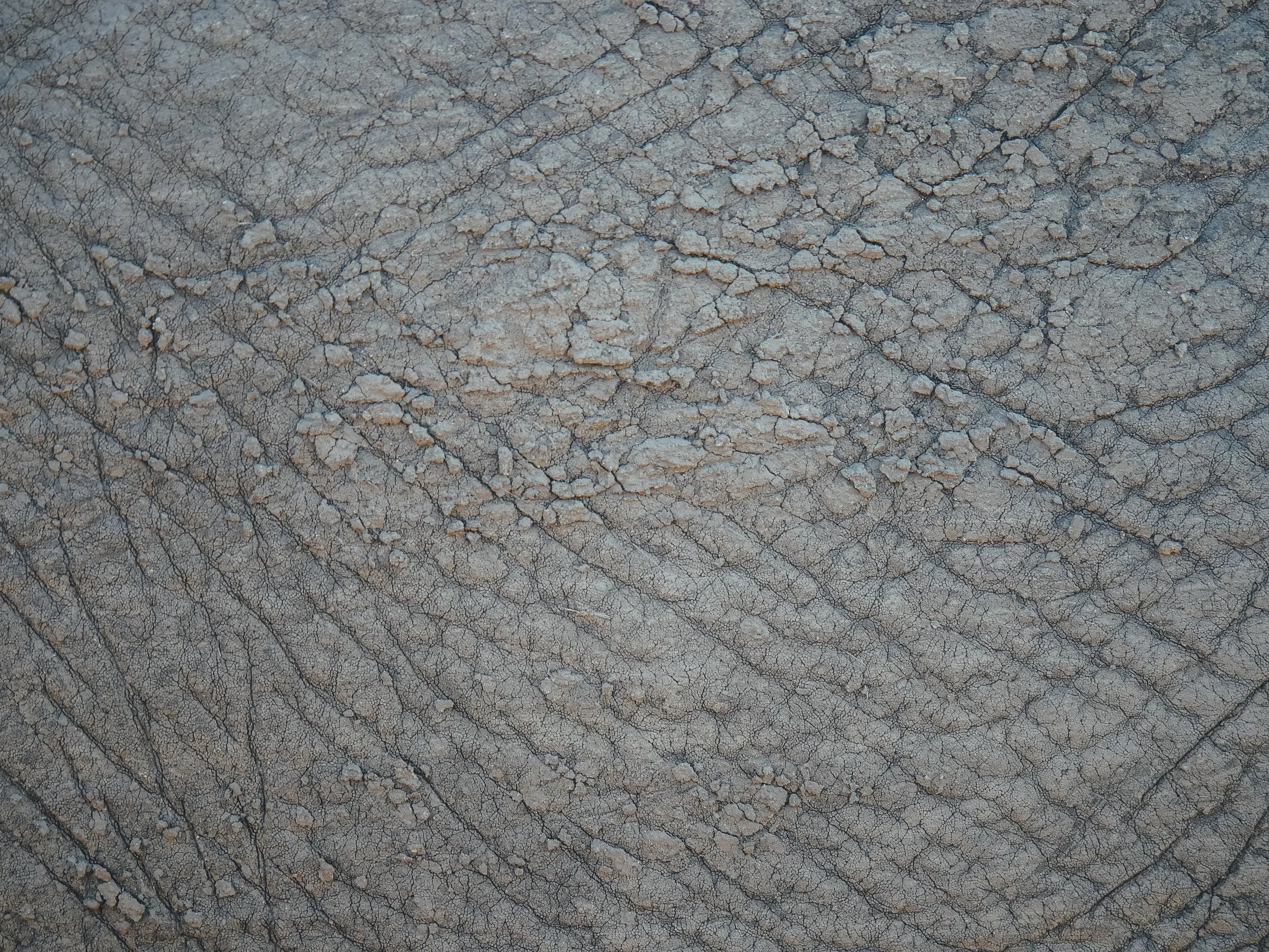 P1090241.jpg