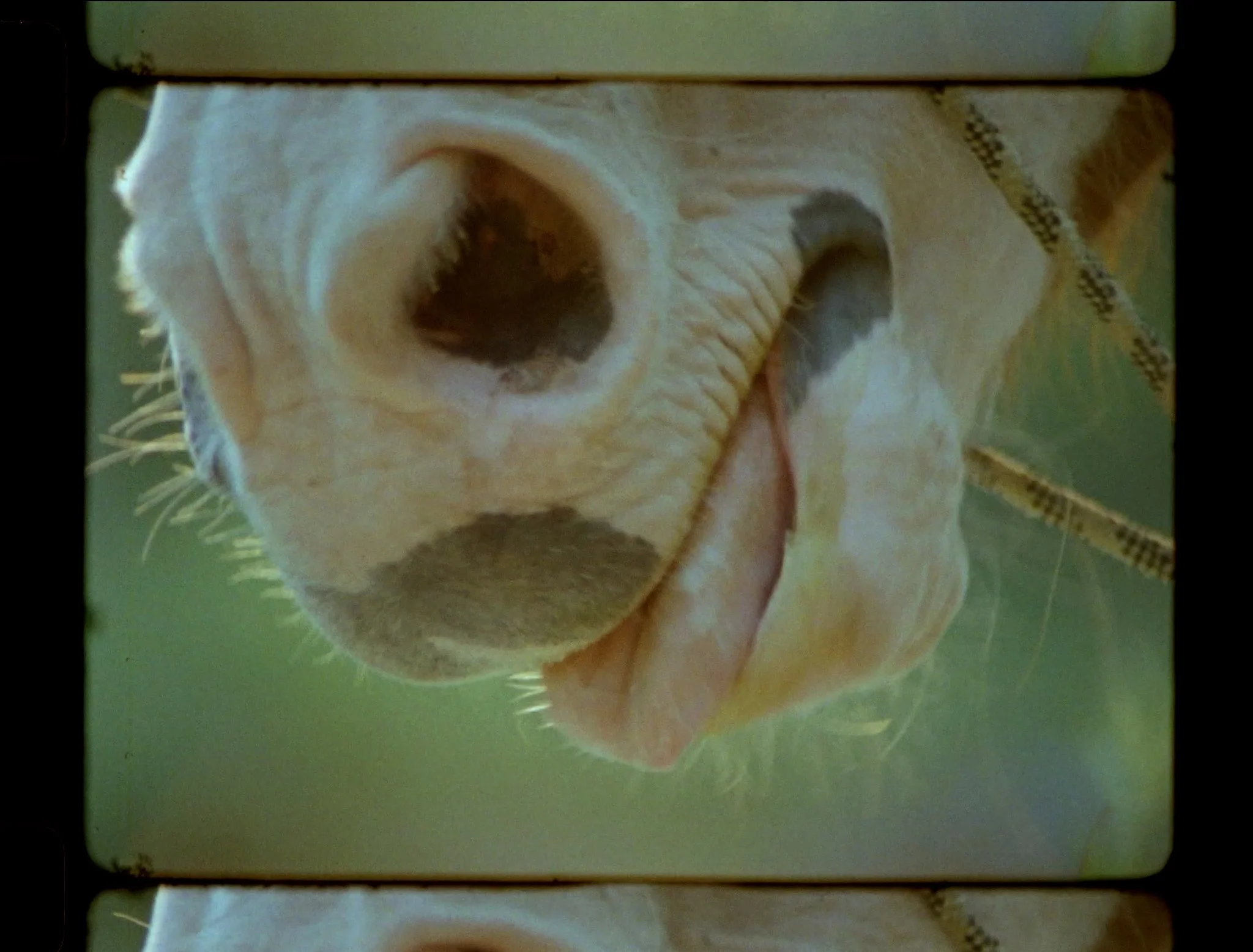 16mm stringout horizontal.00_02_40_19.Still034.JPG