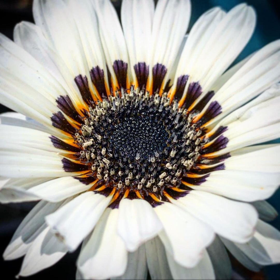 “Zulu Prince African Daisy”. Venidi fastuosum var. Alba