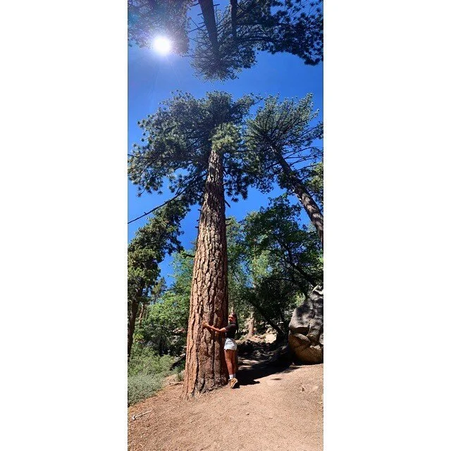The term &ldquo;tree hugger&rdquo; originates in India dating back to The Bishnois in 1730.  These protectors died with their bare arms and hands holding onto living trees.  Their labor inspired the Chipko movement of the 1970s: a group of Indian wom