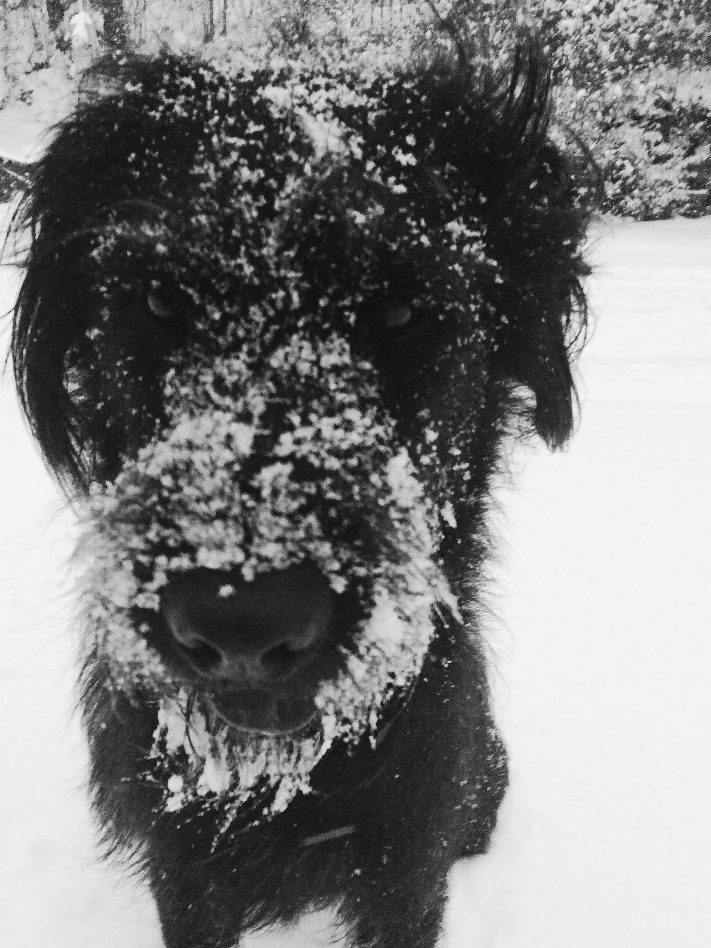 #snowbeard 
