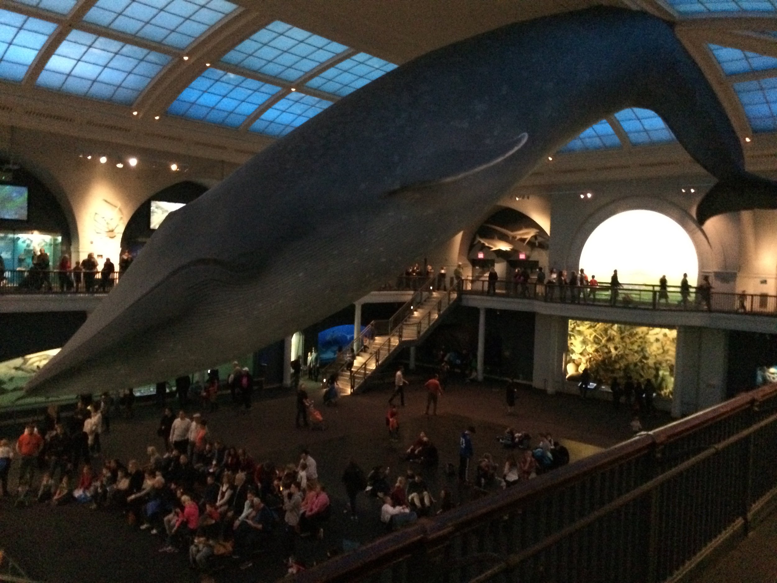 blue whale.JPG