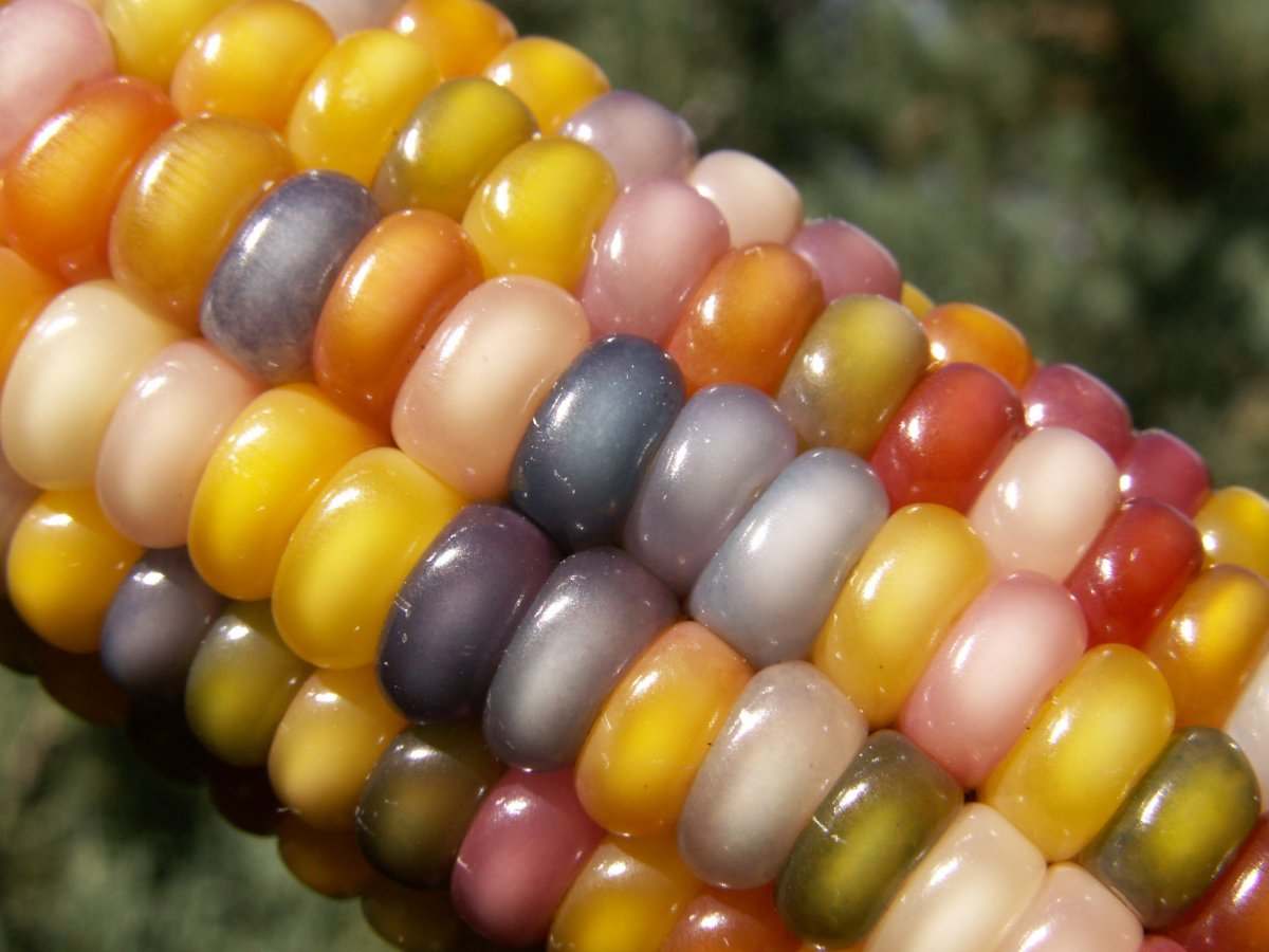 the-glass-gem-facebook-page-is-filled-with-photos-from-people-who-have-planted-and-harvested-their-own-glass-gem-corn.jpg