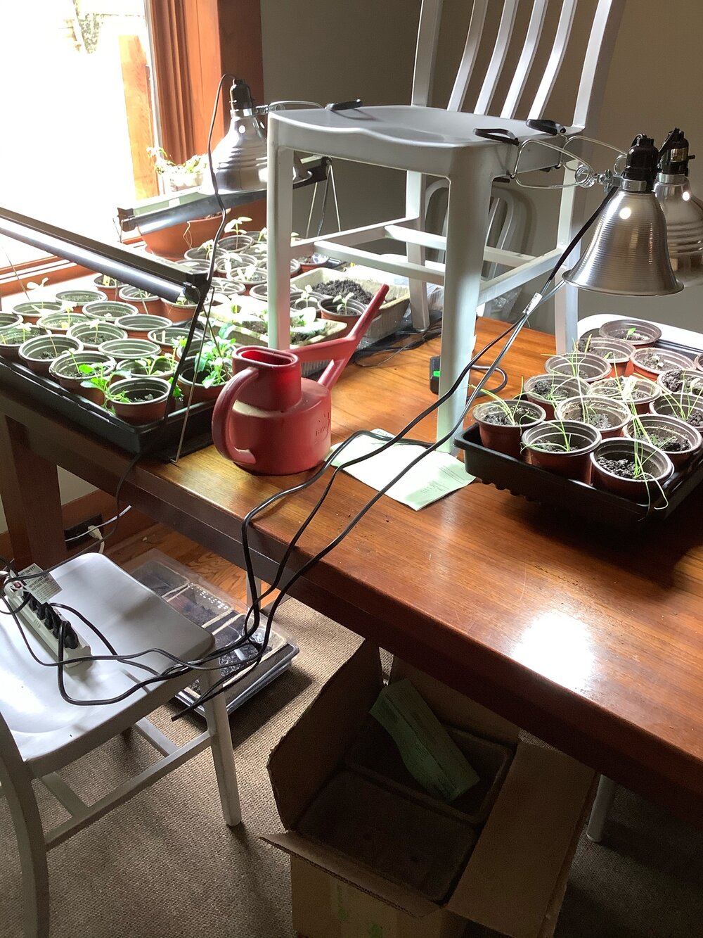 Seedling setup, including chair hack 