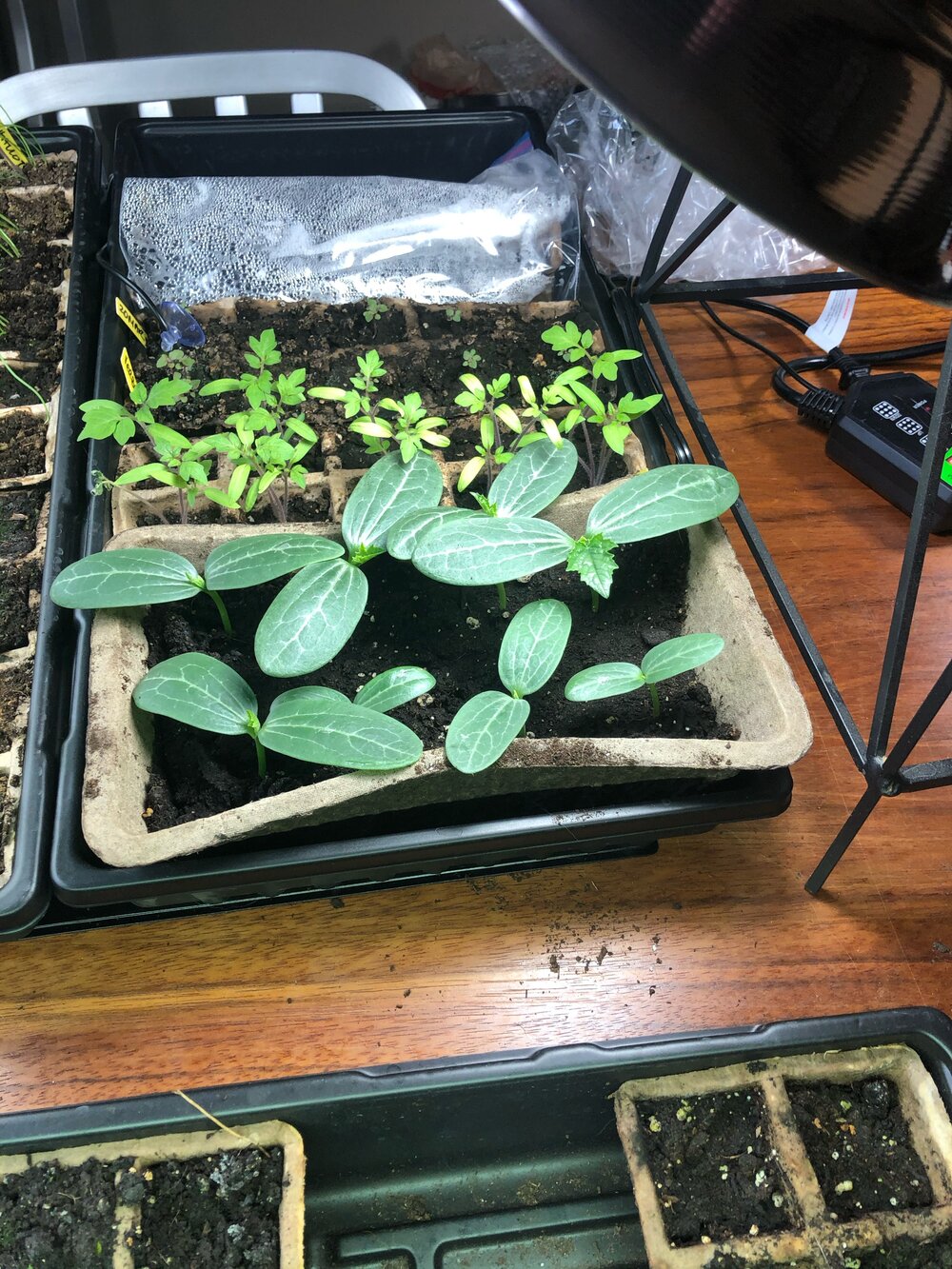 Fibre pots from veseys, and luffah