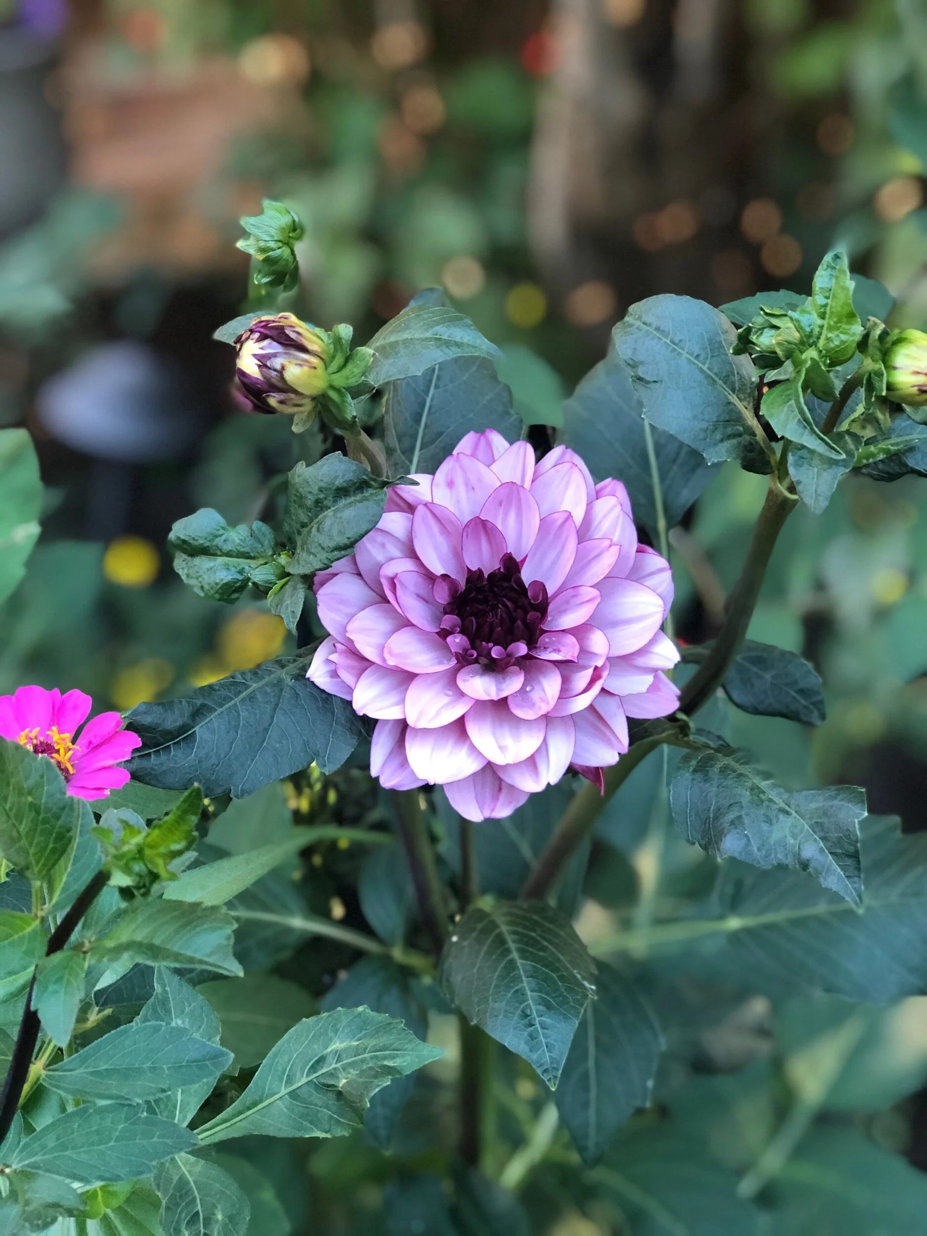 Dahlias, a love hate relationship