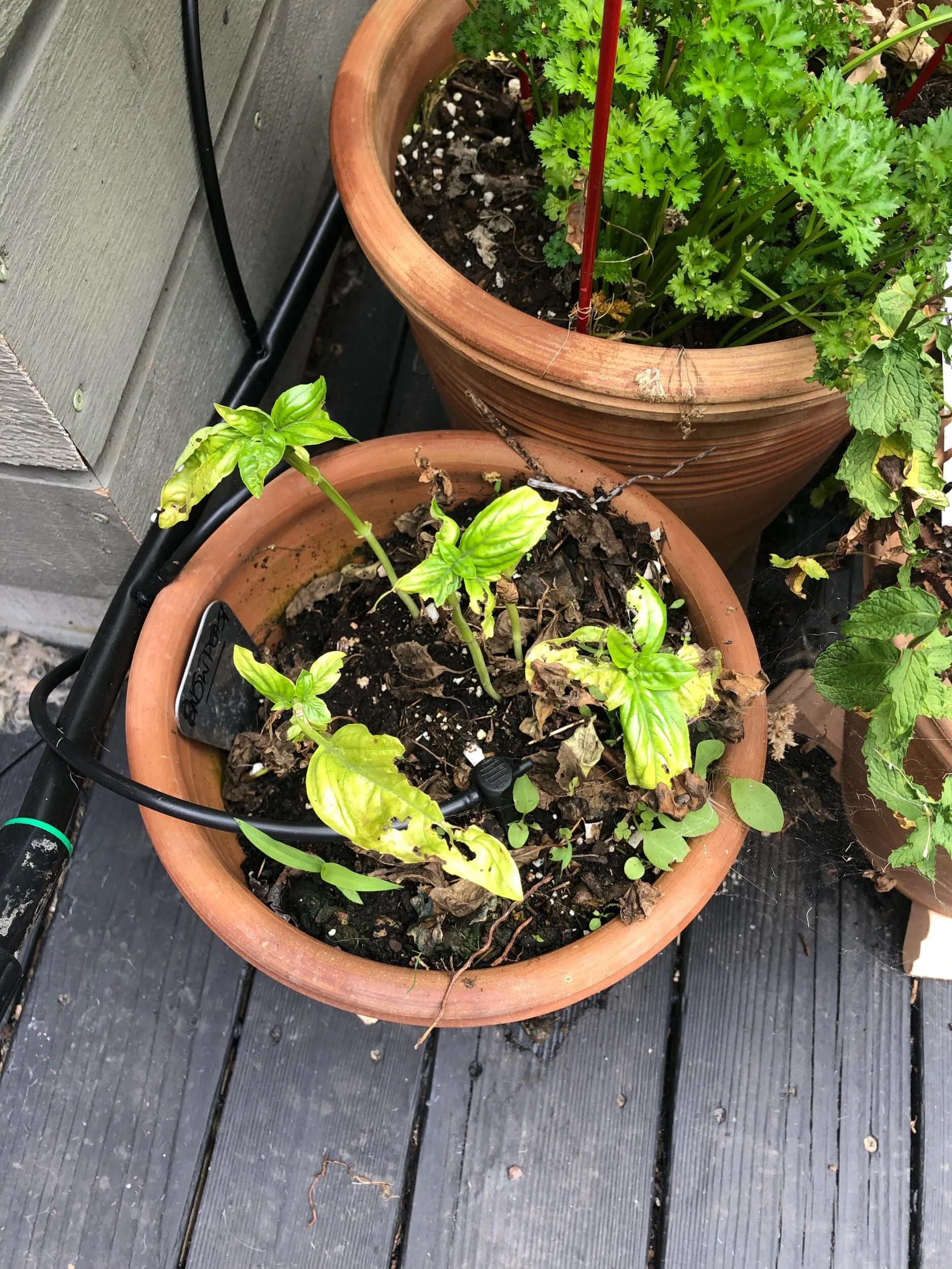 End of season garden fail report