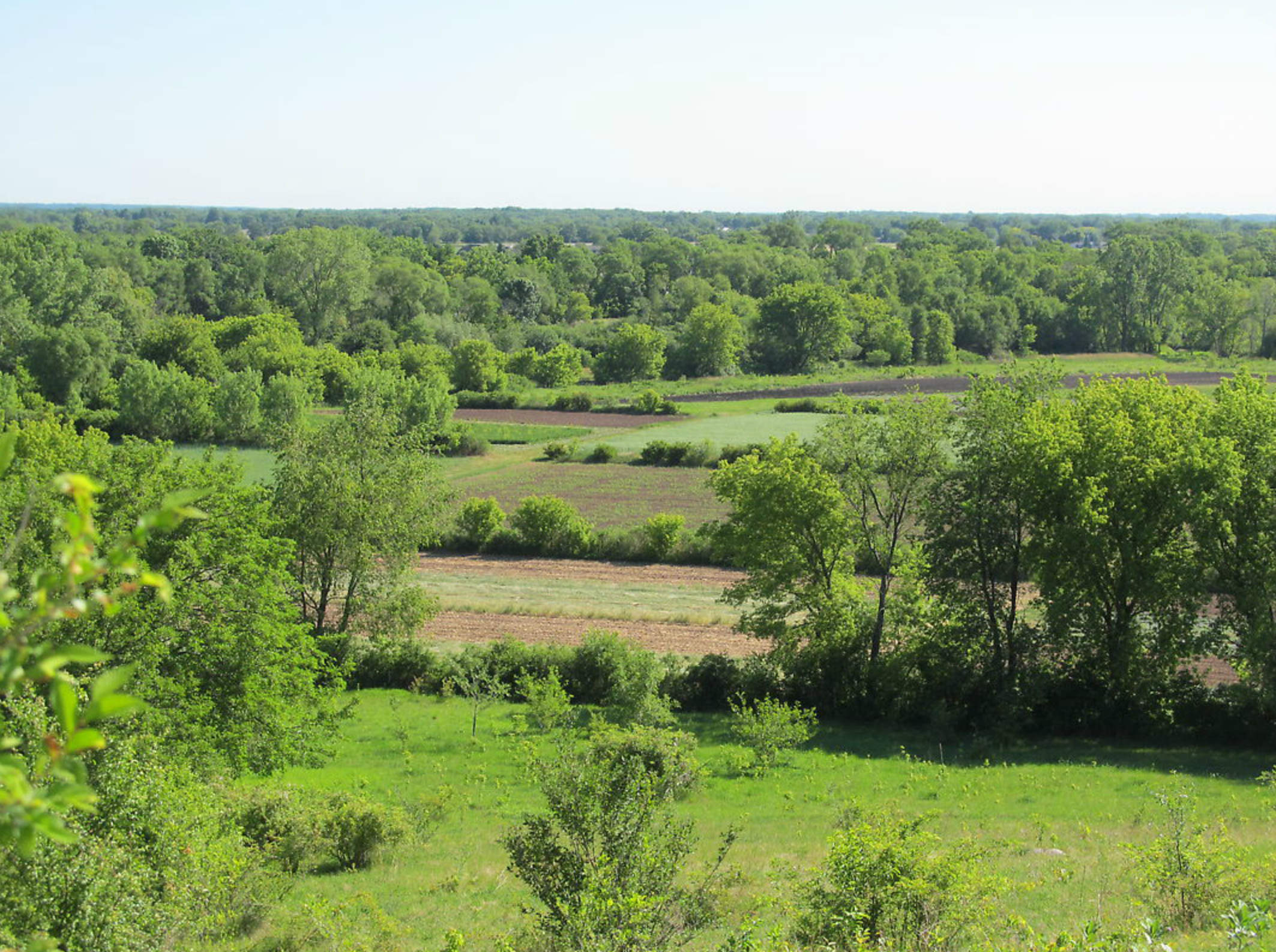 green fields.png