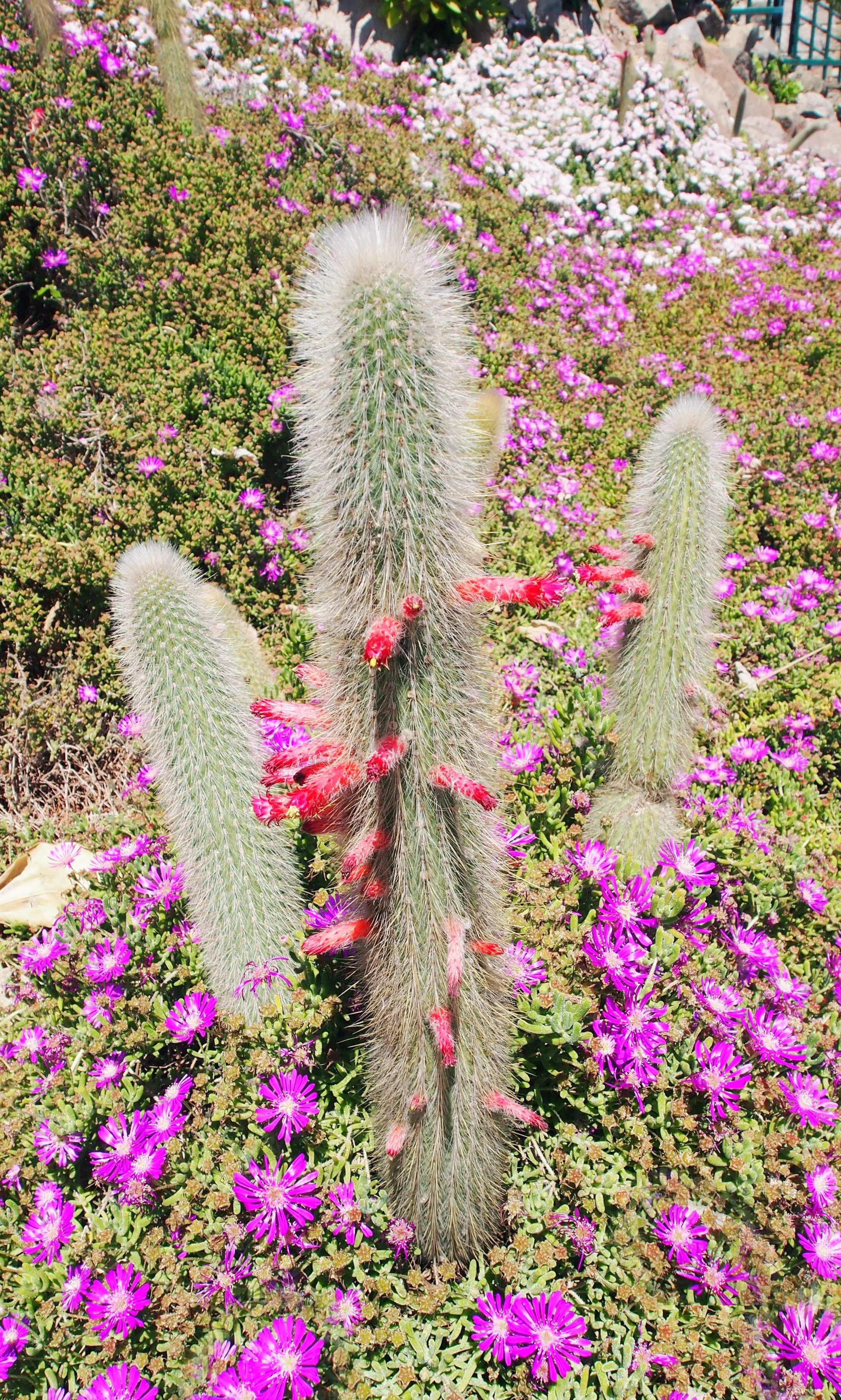 Montjuic Botanical Garden