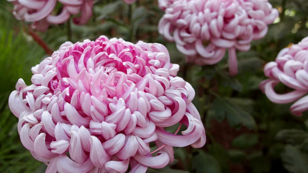 Chrysanthemums exhibit