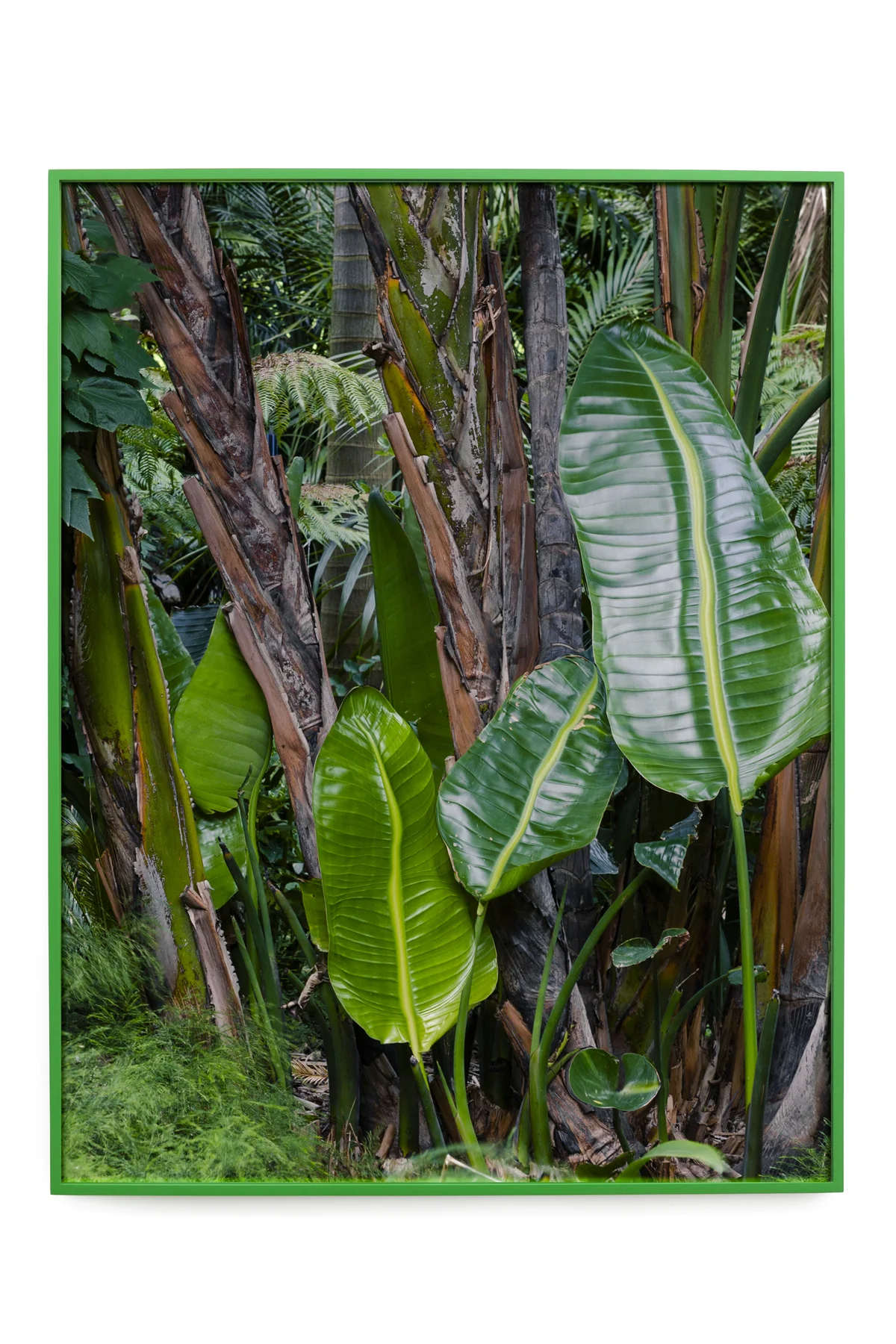  Really green    85 x 110 cm type C print  Custom frame in Dulux paradise green  Glass   