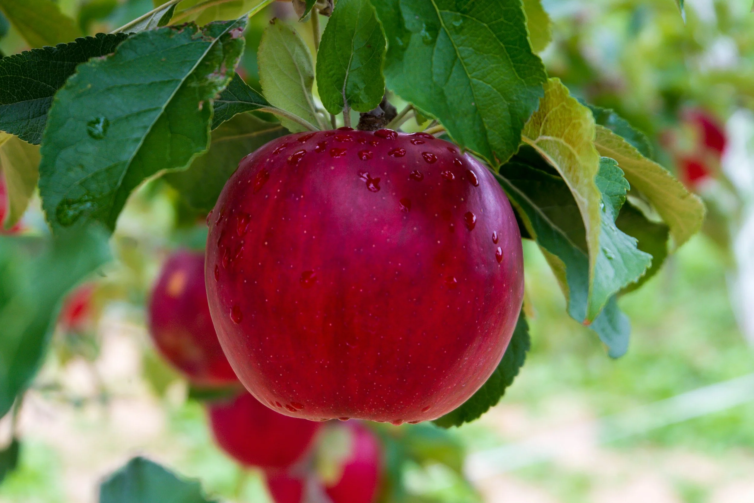 The Fruit of Repentance