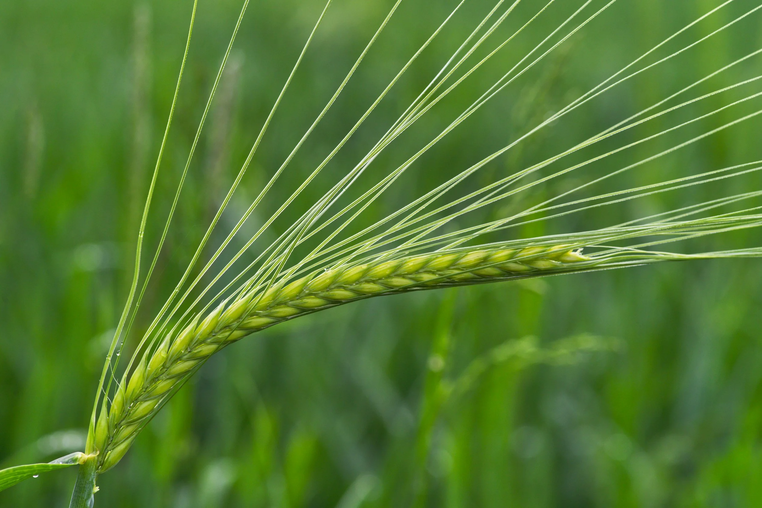 Fields of Grace: Ruth and the Redeemer