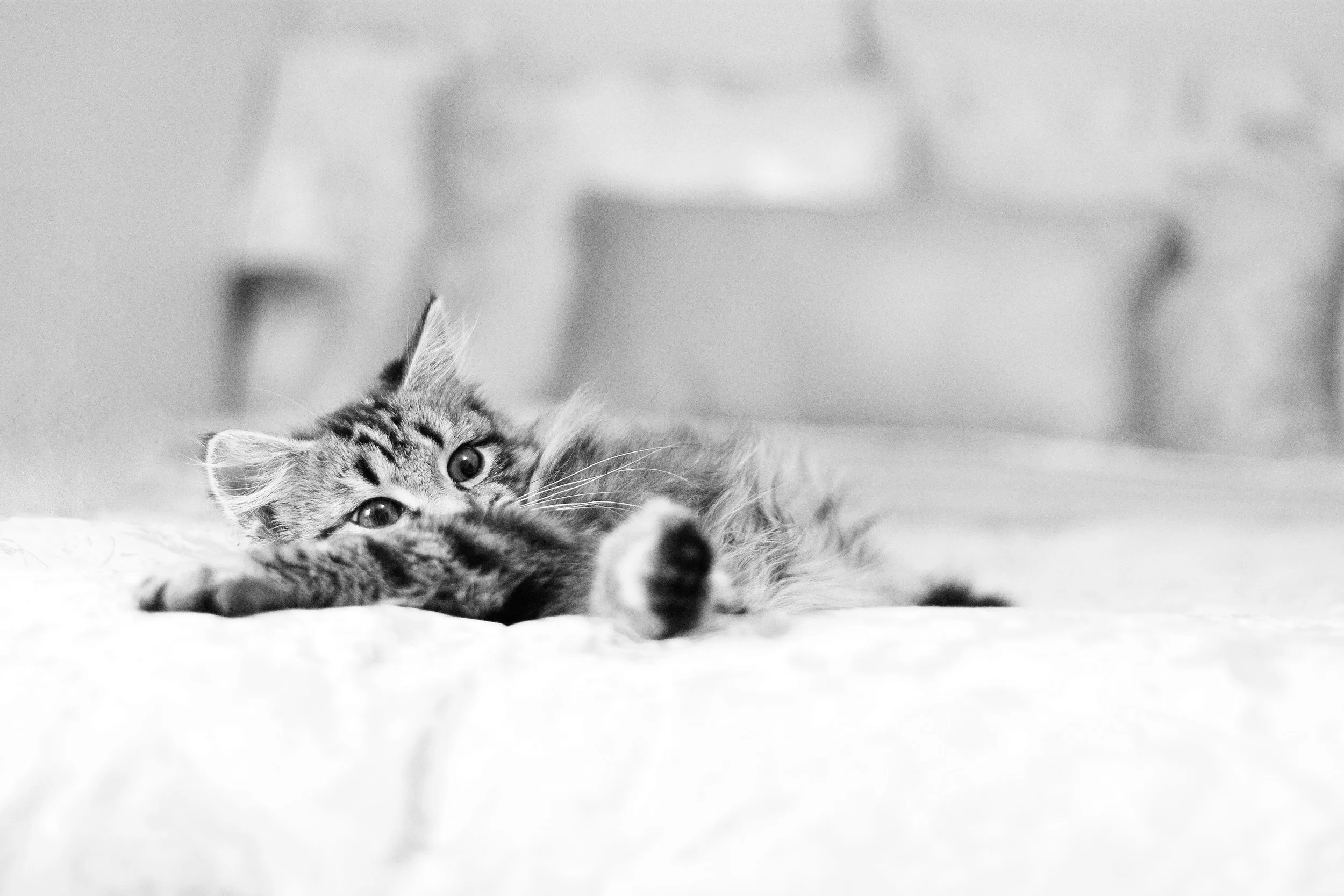 IMG_2334bw.jpg
