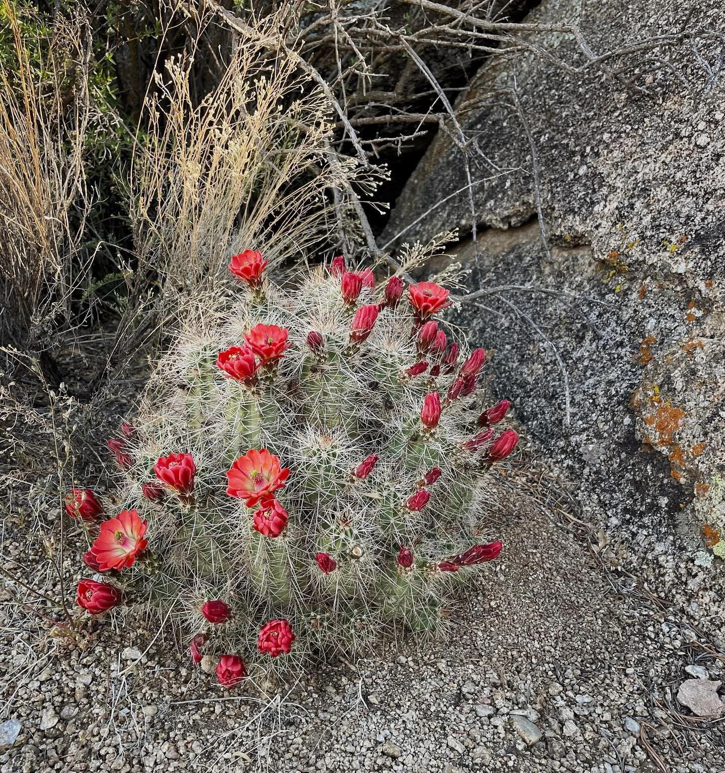 Cactus flowers #morninghike #sandiapeak #albuquerque