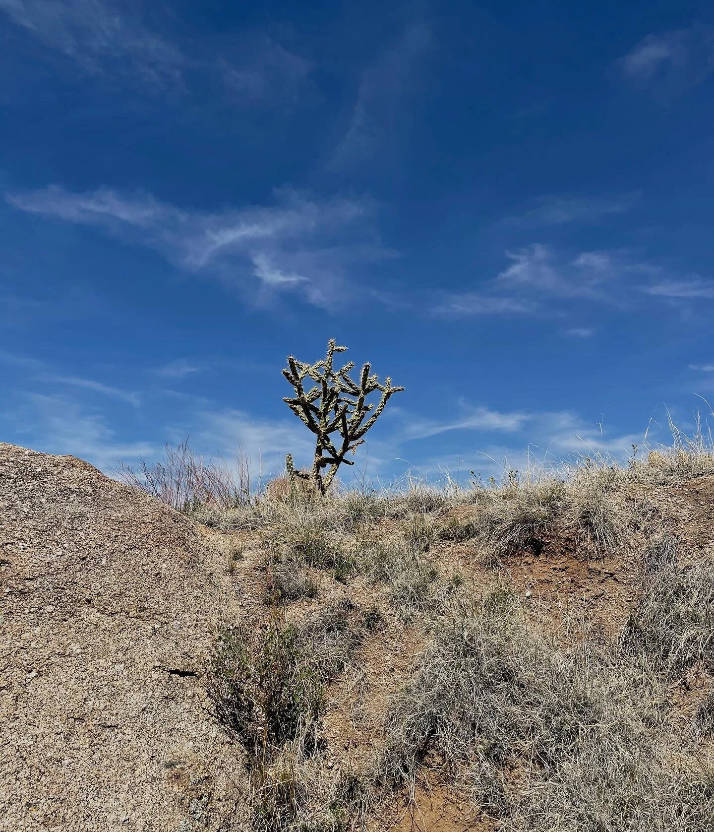 Morning hike up Sandia Peak #albuquerque #newmexico #cactus #sandiapeak