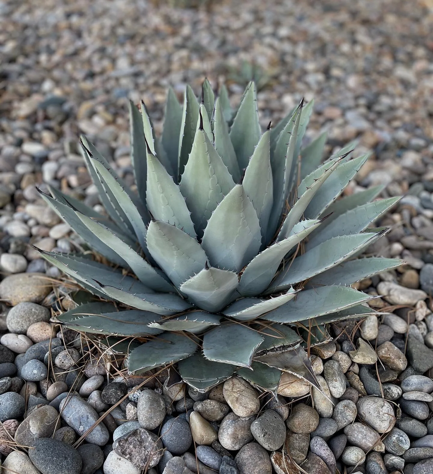 One last little desert gem #albuquerque