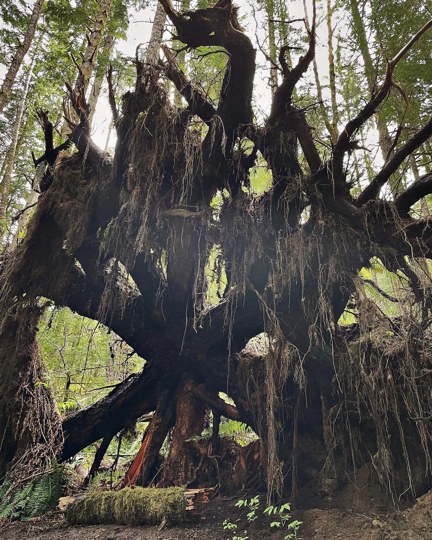 Crazy roots #garfieldledges #pnwlife