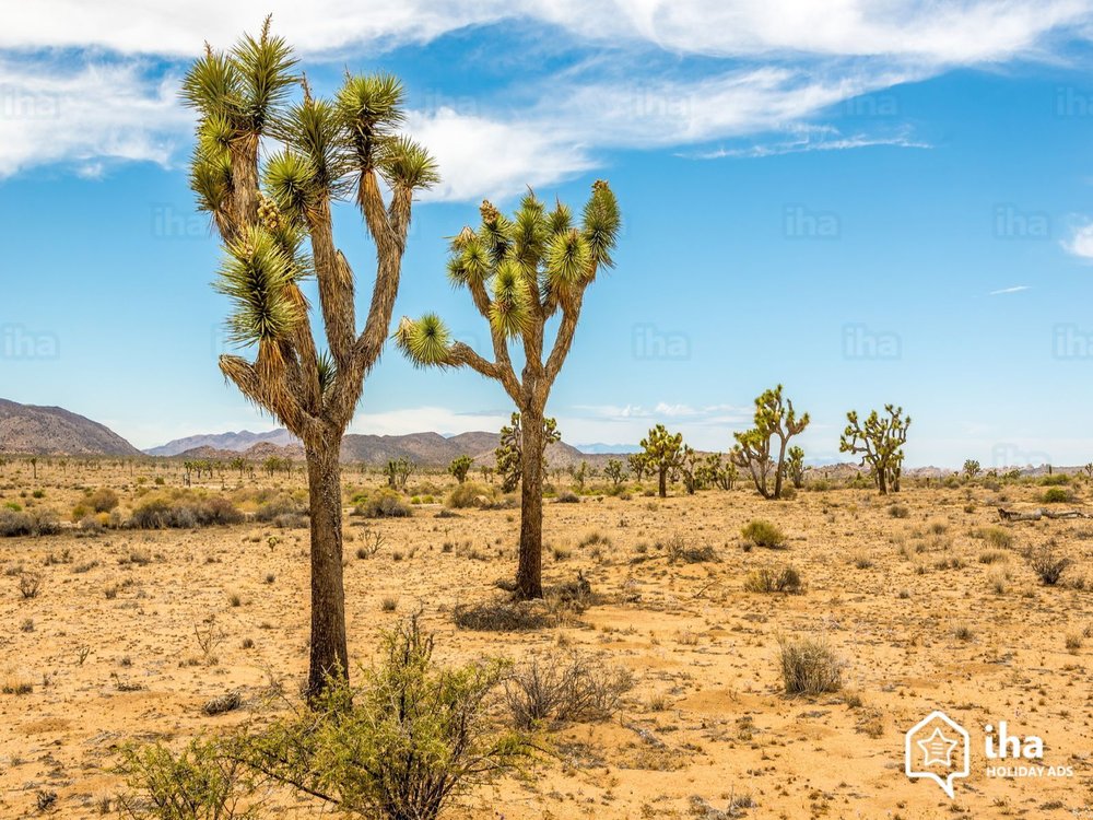 California-Joshua-tree.jpeg