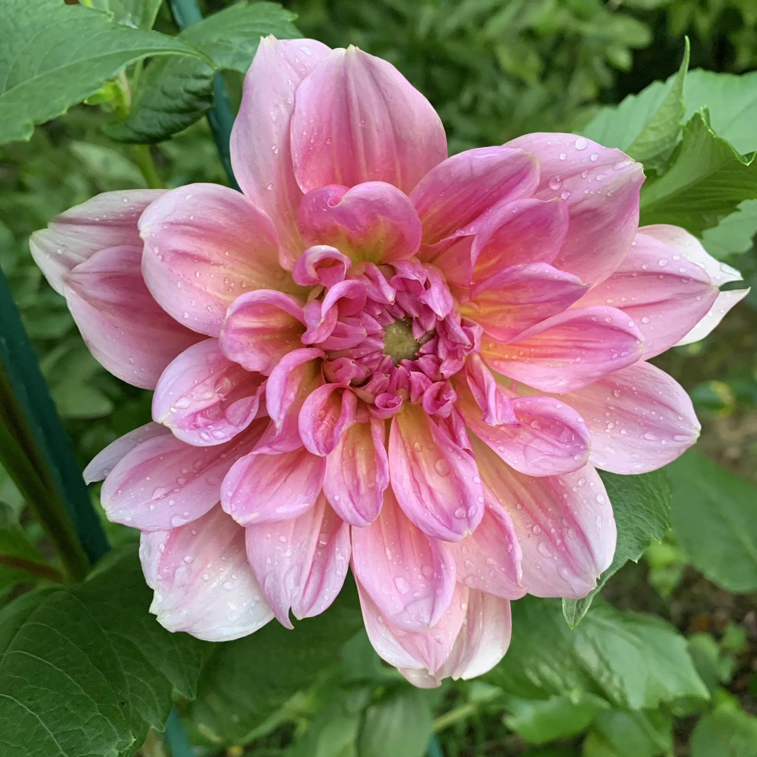 2020 Garden Update - Part I