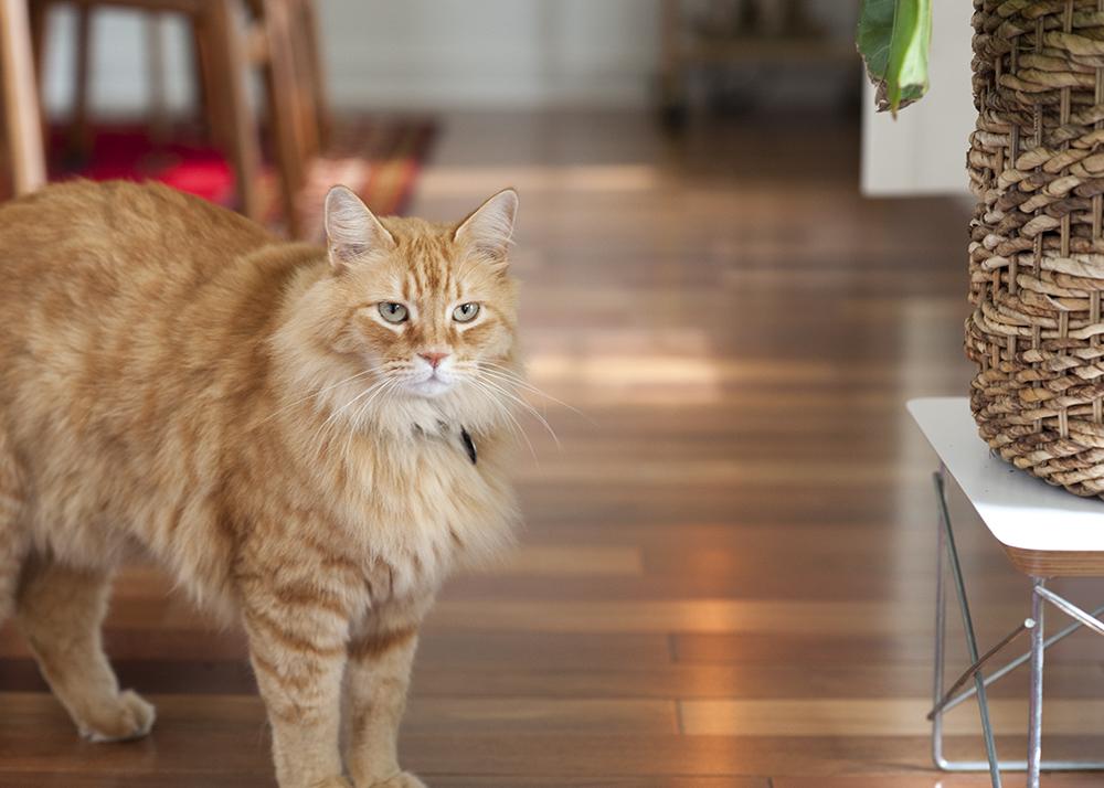 This cat needs to be brushed, badly.