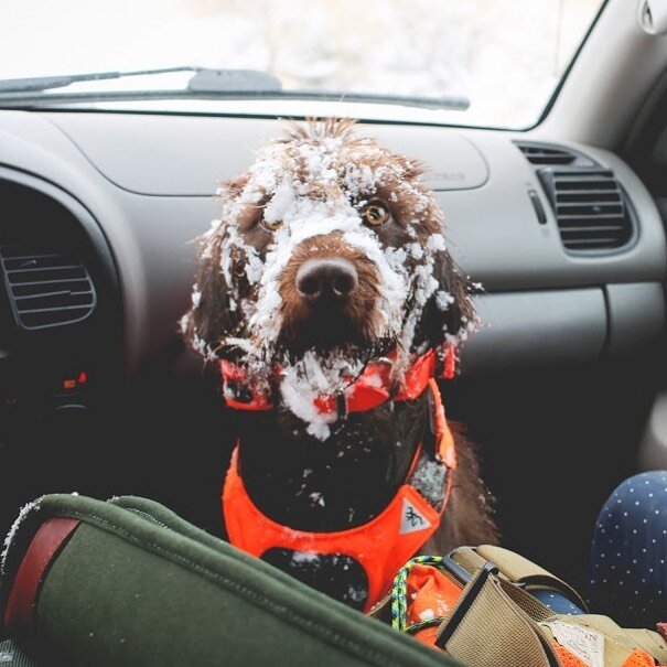 What&rsquo;s &lsquo;snow&rsquo; funny? 
#rhodathewonderdog #gorove #pudelpointer #birddog #snowbeauty