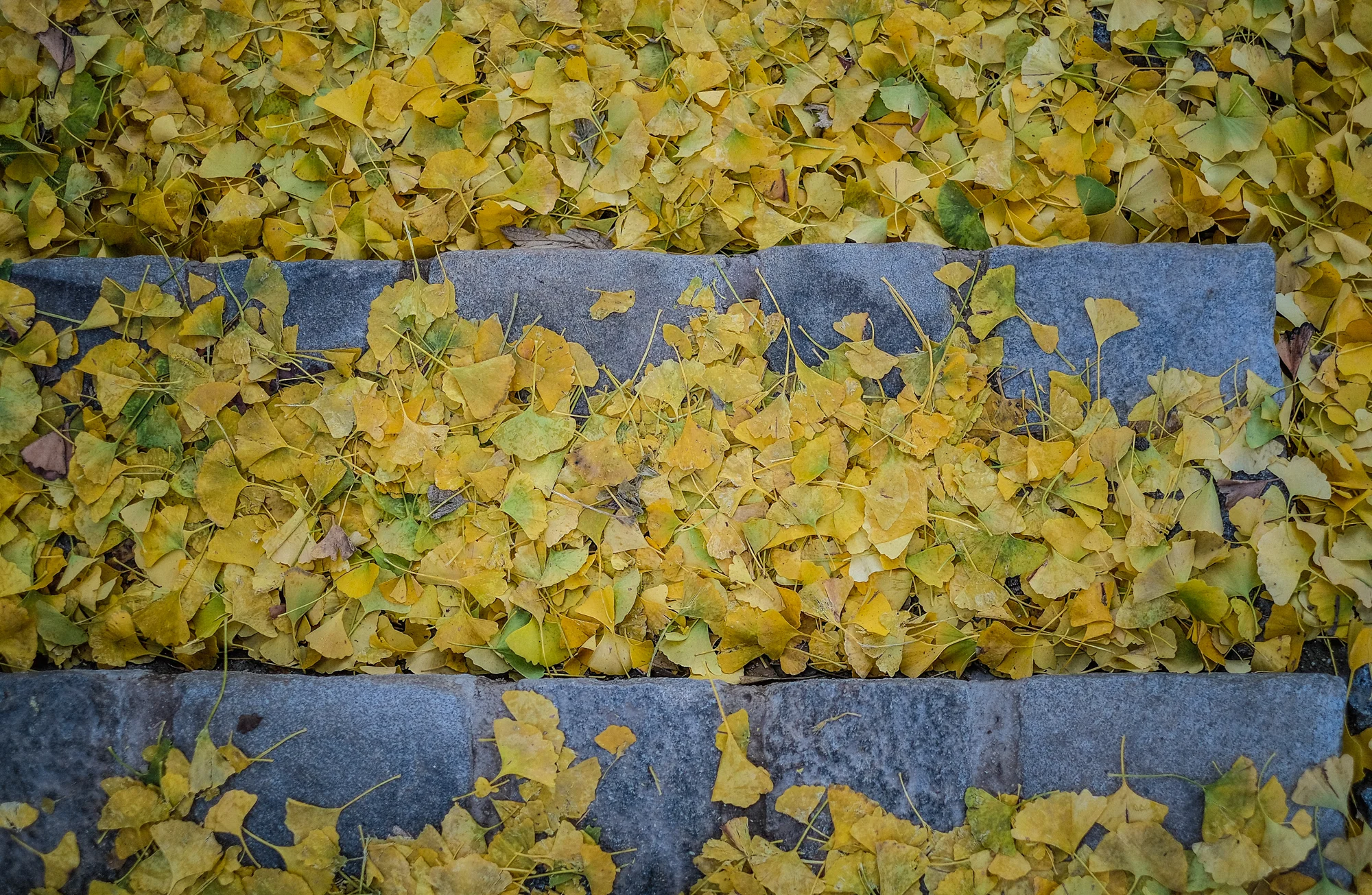 DSCF7705-2.jpg