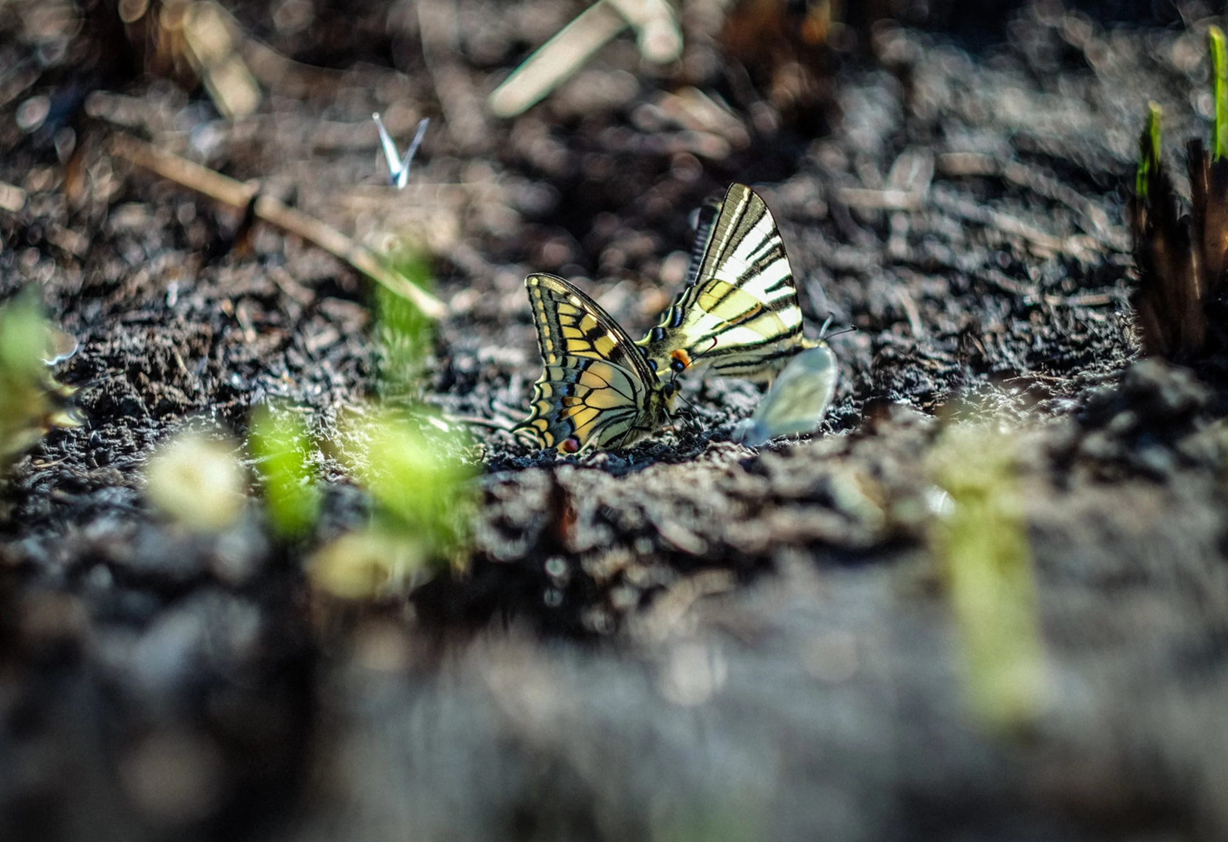 DSCF2956-2.jpg