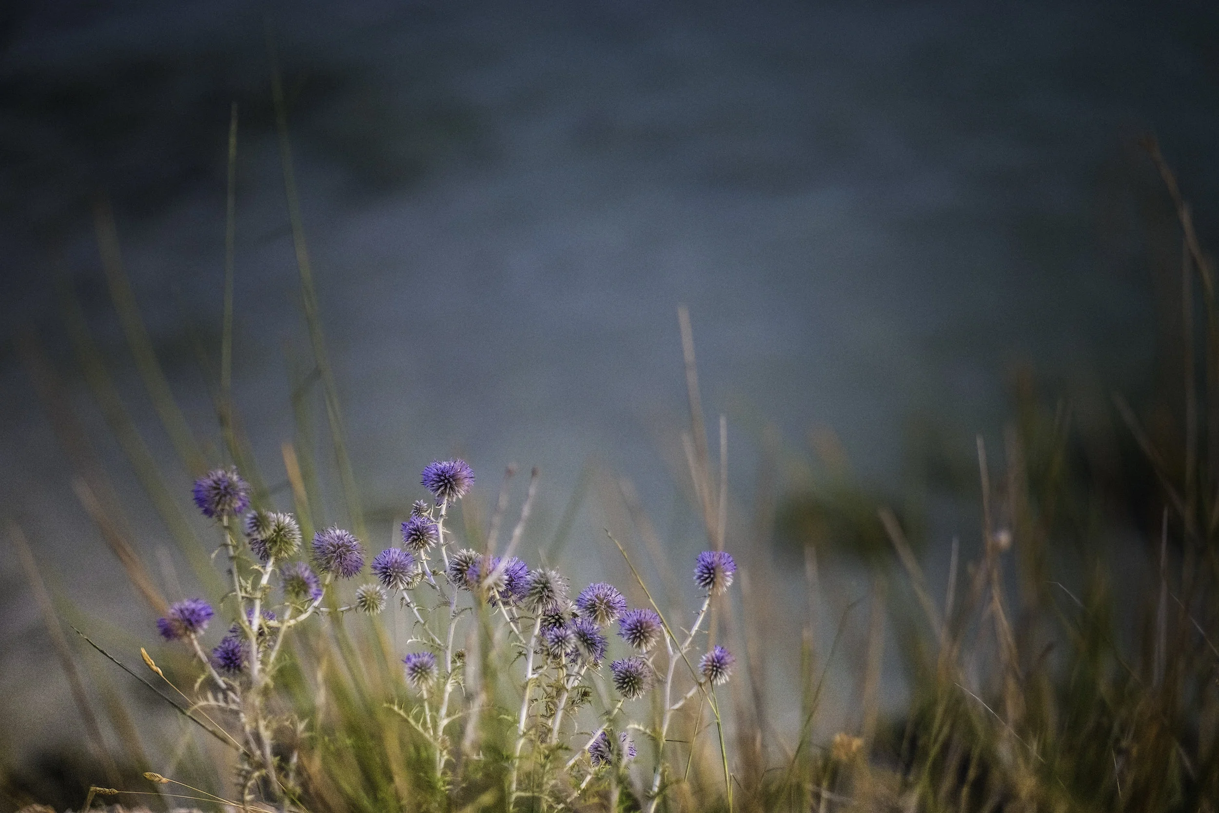 DSCF6989-2.jpg