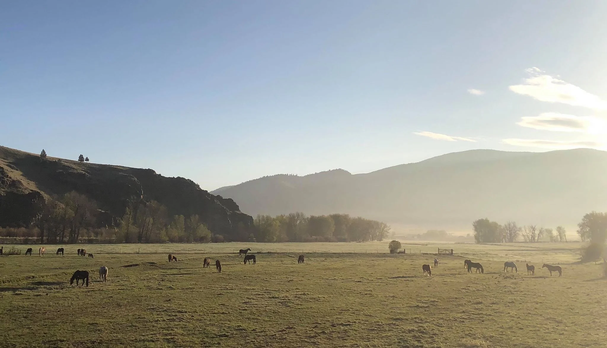 The herd milling about in the field by the entrance on a crisp spring morning. Photo by Maria Anderson.