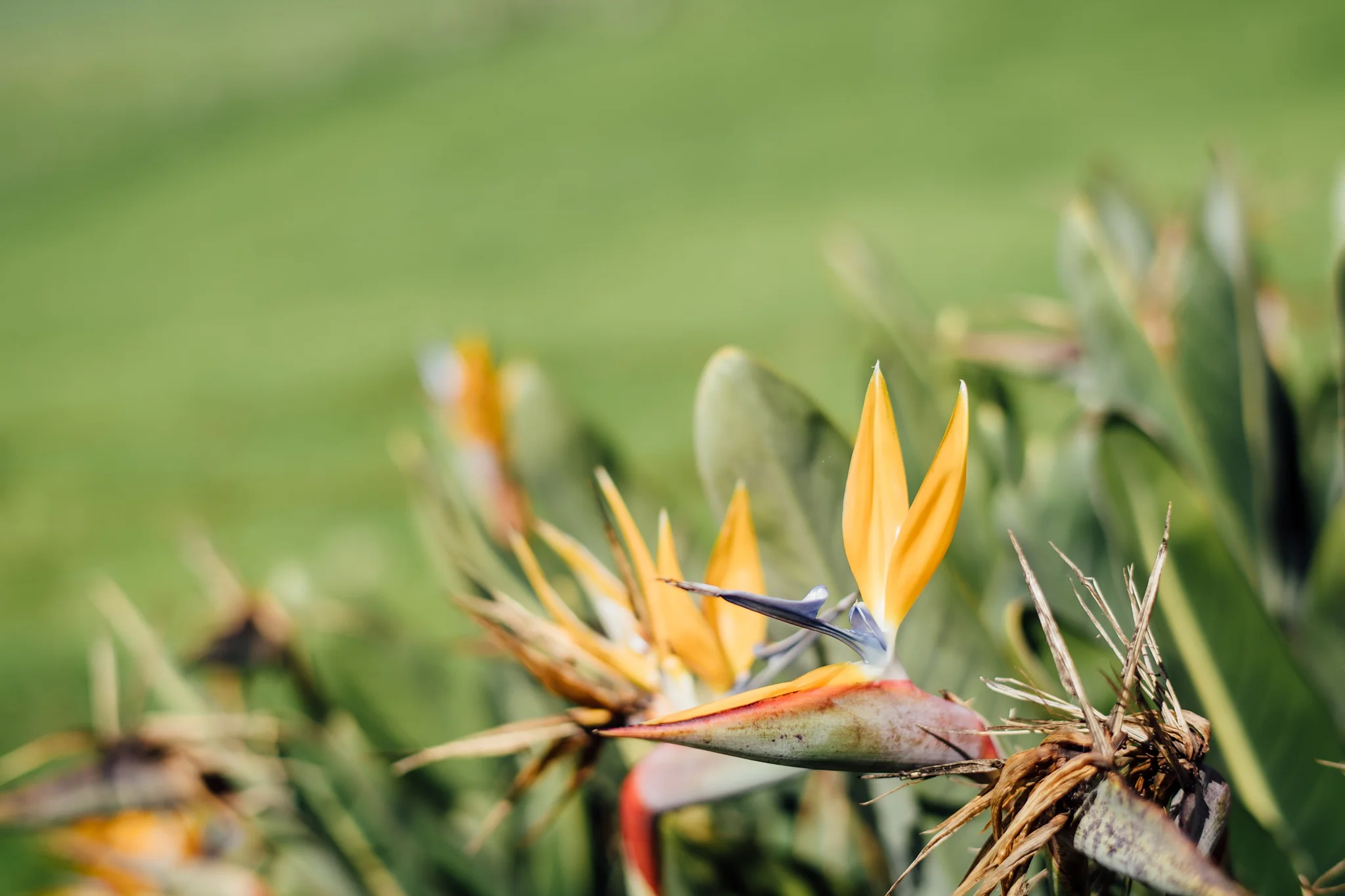 Kahua Ranch Wedding Venue