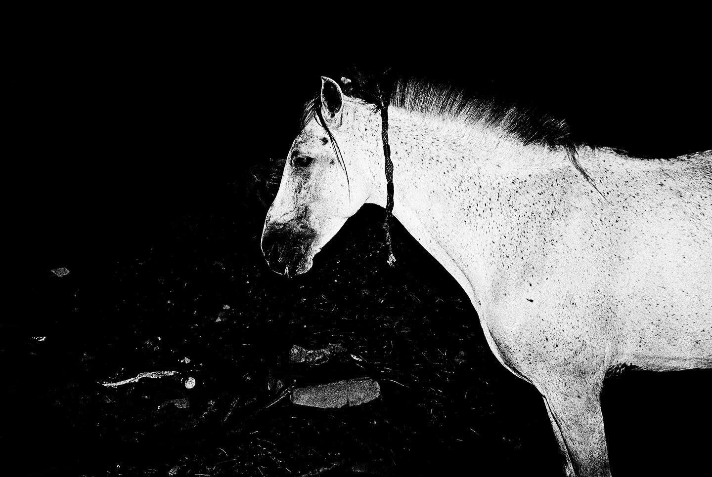 Horse, Dakar, 2016

#saschakraus 
#PhotoBook
#dakar
#senegal

#bffde #derbff #fineartphotography
#filmphotography #filmisnotdead 
#blackandwhite #filmphotography
#istillshootfilm #contemporaryphotography  #visualsoflife #lifeframerstories #filmlovers