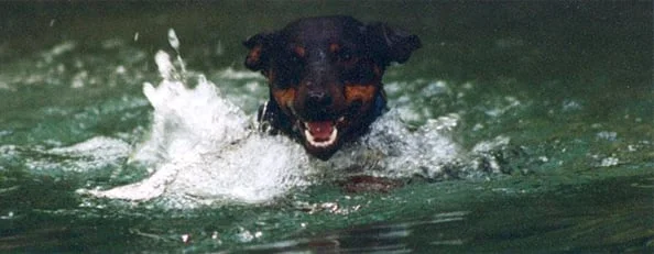 Foto: Ullie Oberzaucher